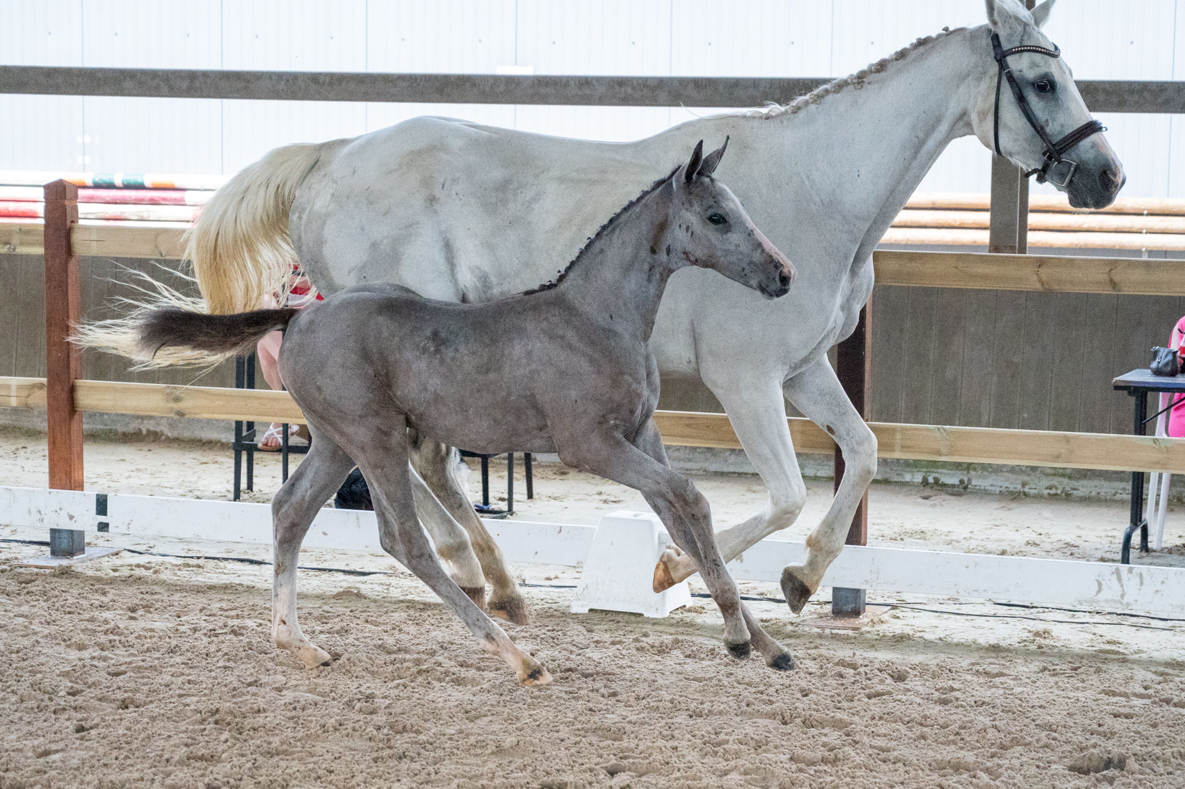 Diablo van Hof ter Linde (BREEMEERSEN DIAMOND x CORLAND) - Image 11