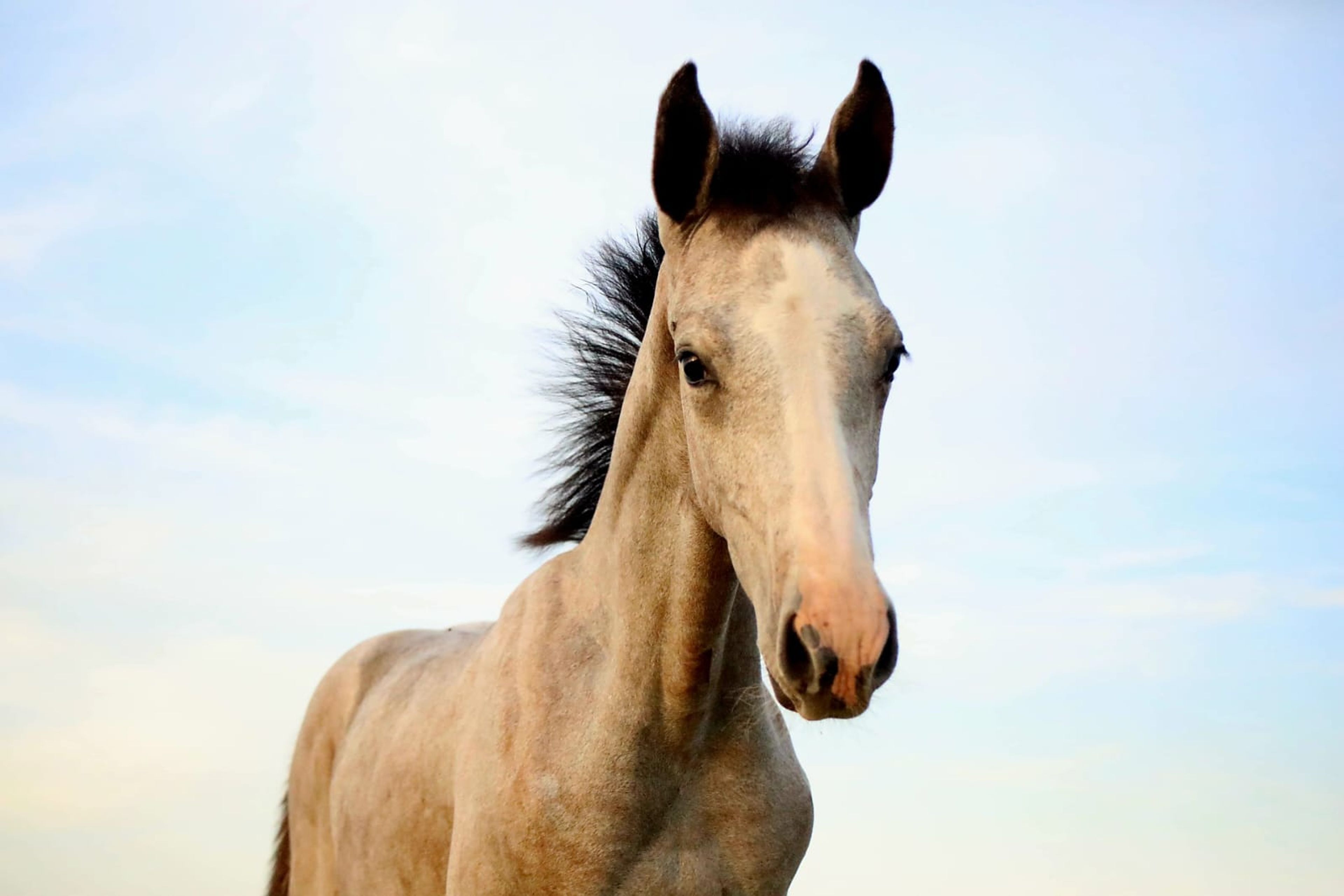 Diablo van Hof ter Linde (BREEMEERSEN DIAMOND x CORLAND) - Image 12