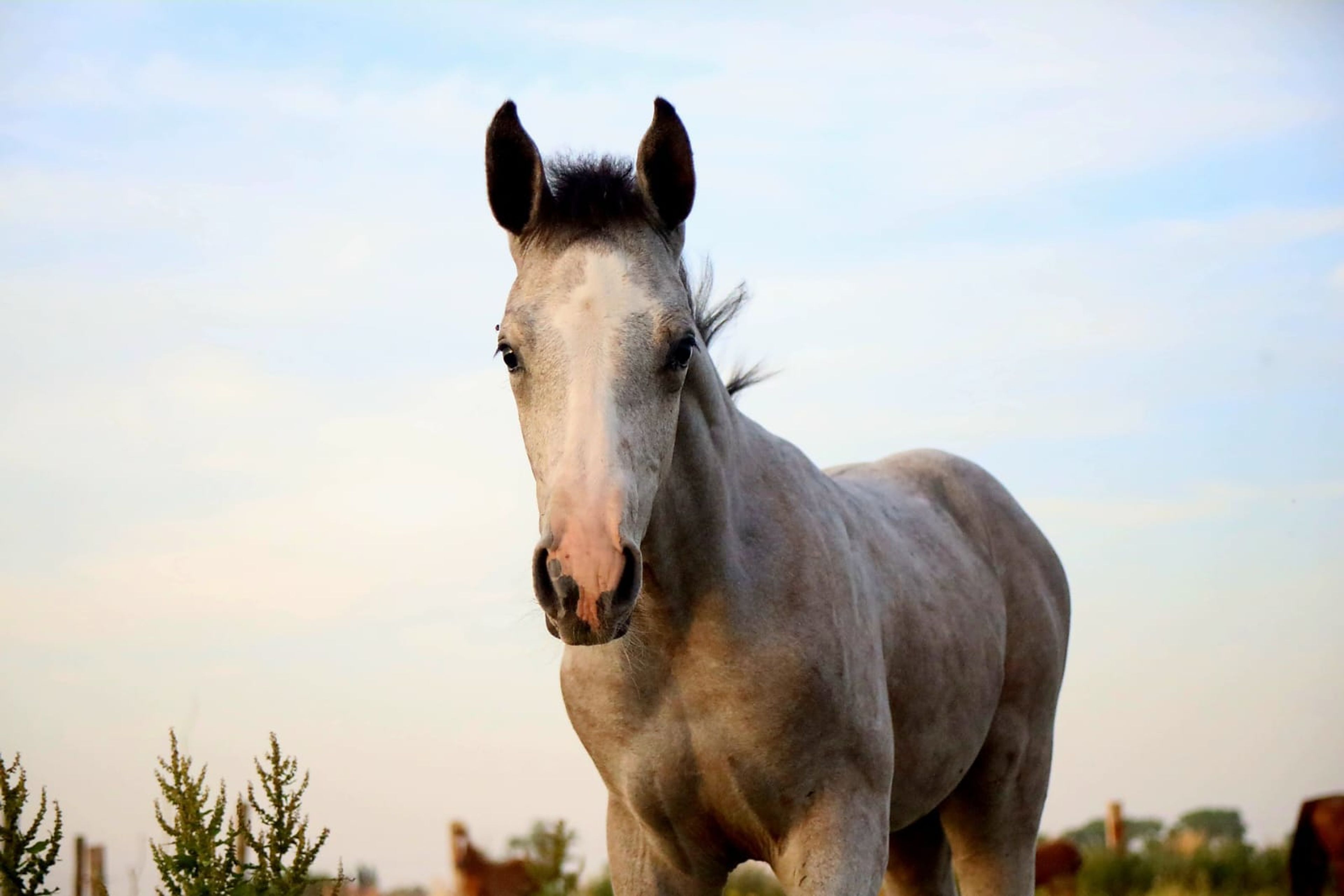 Diablo van Hof ter Linde (BREEMEERSEN DIAMOND x CORLAND) - Image 14