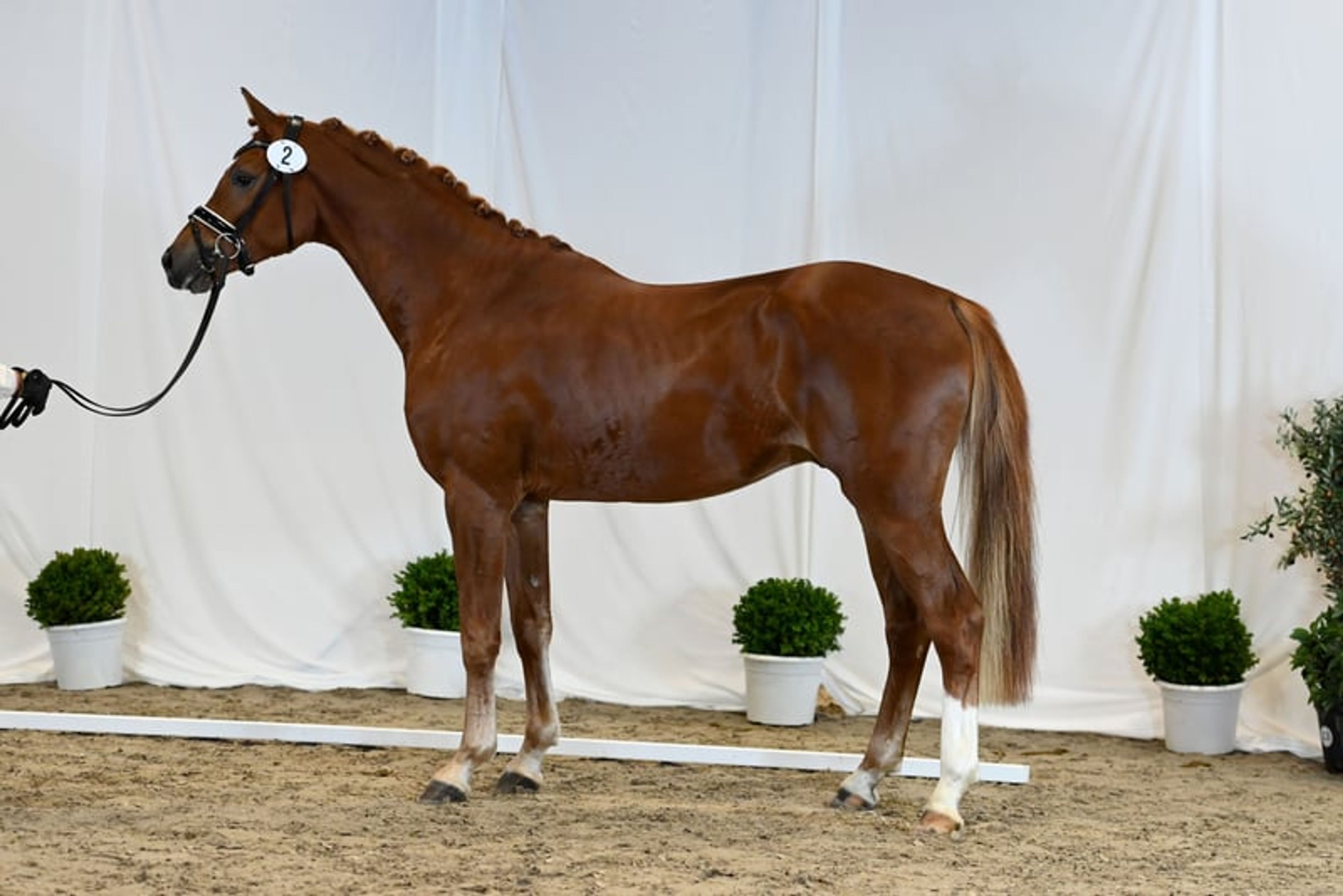 A noble gentleman with exceptionally refined manners! - Image 3