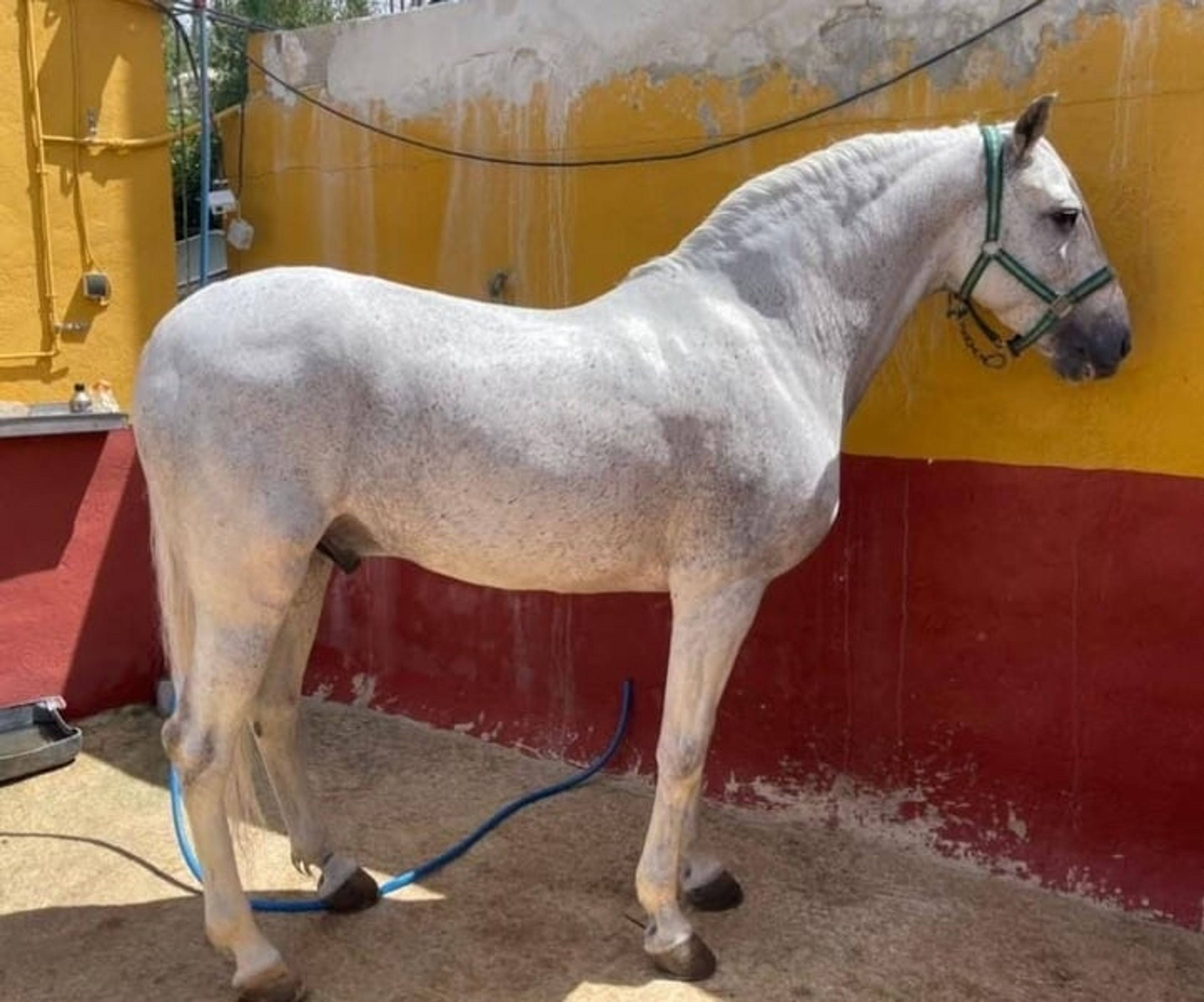 Castrated Andalusian suitable for children and beginners