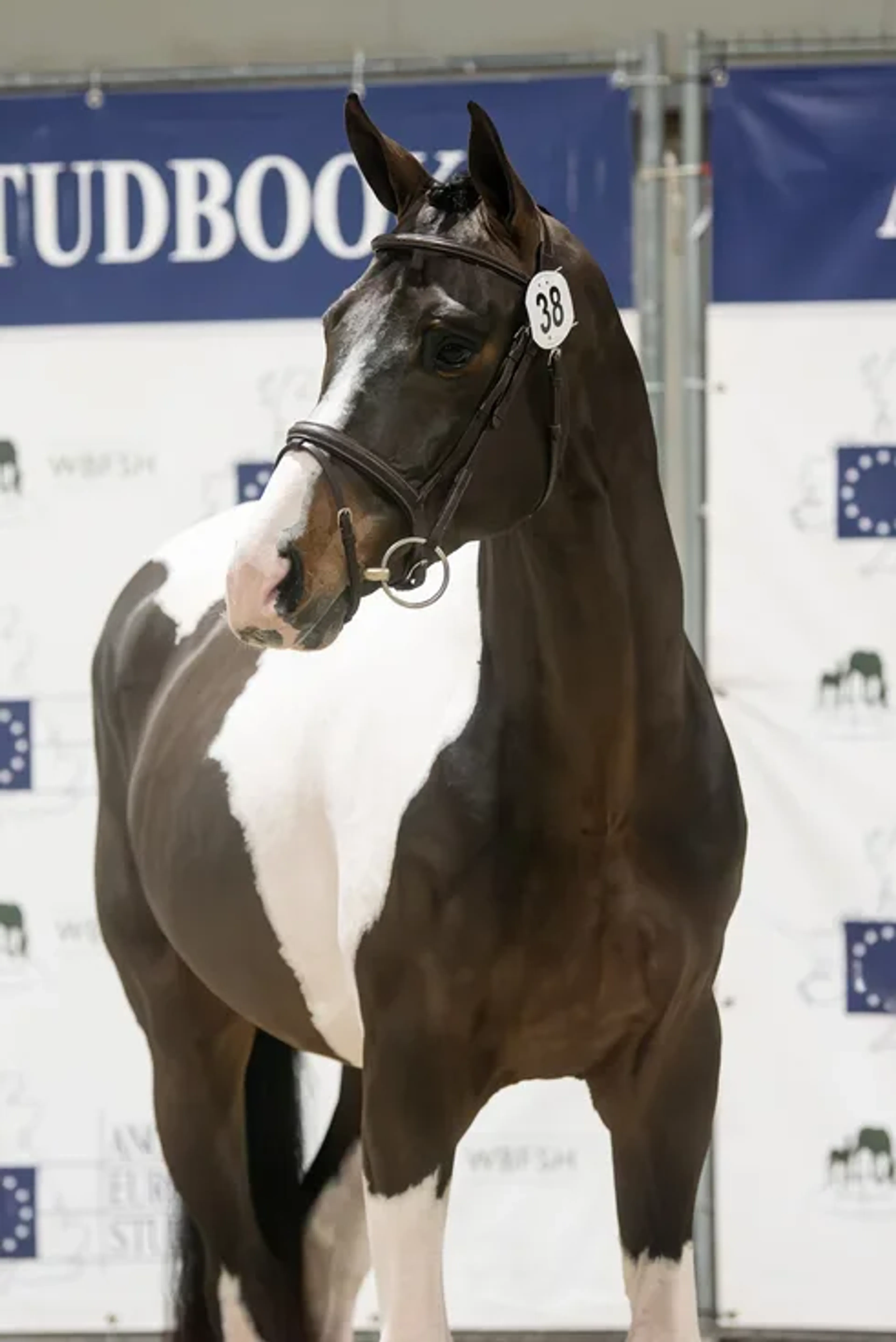 Dekking (fresh semen) French Look van Erpekom Z FRENCH TOUCH’S DREAM x UDARCO VAN OVERIS - Image 10