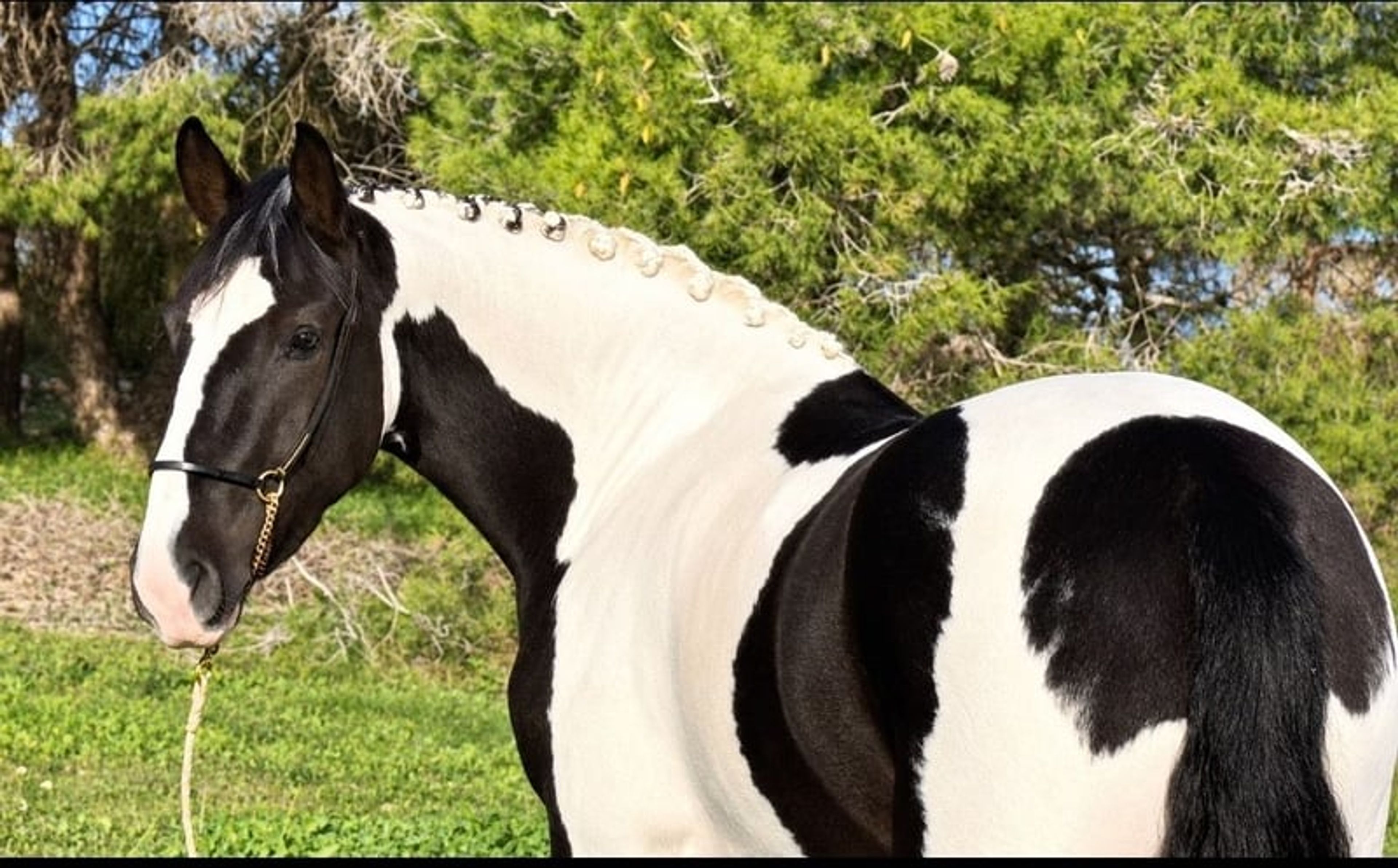 RINGO: UNIQUE & BAROQUE GELDING FOR DRESSAGE & WORKING