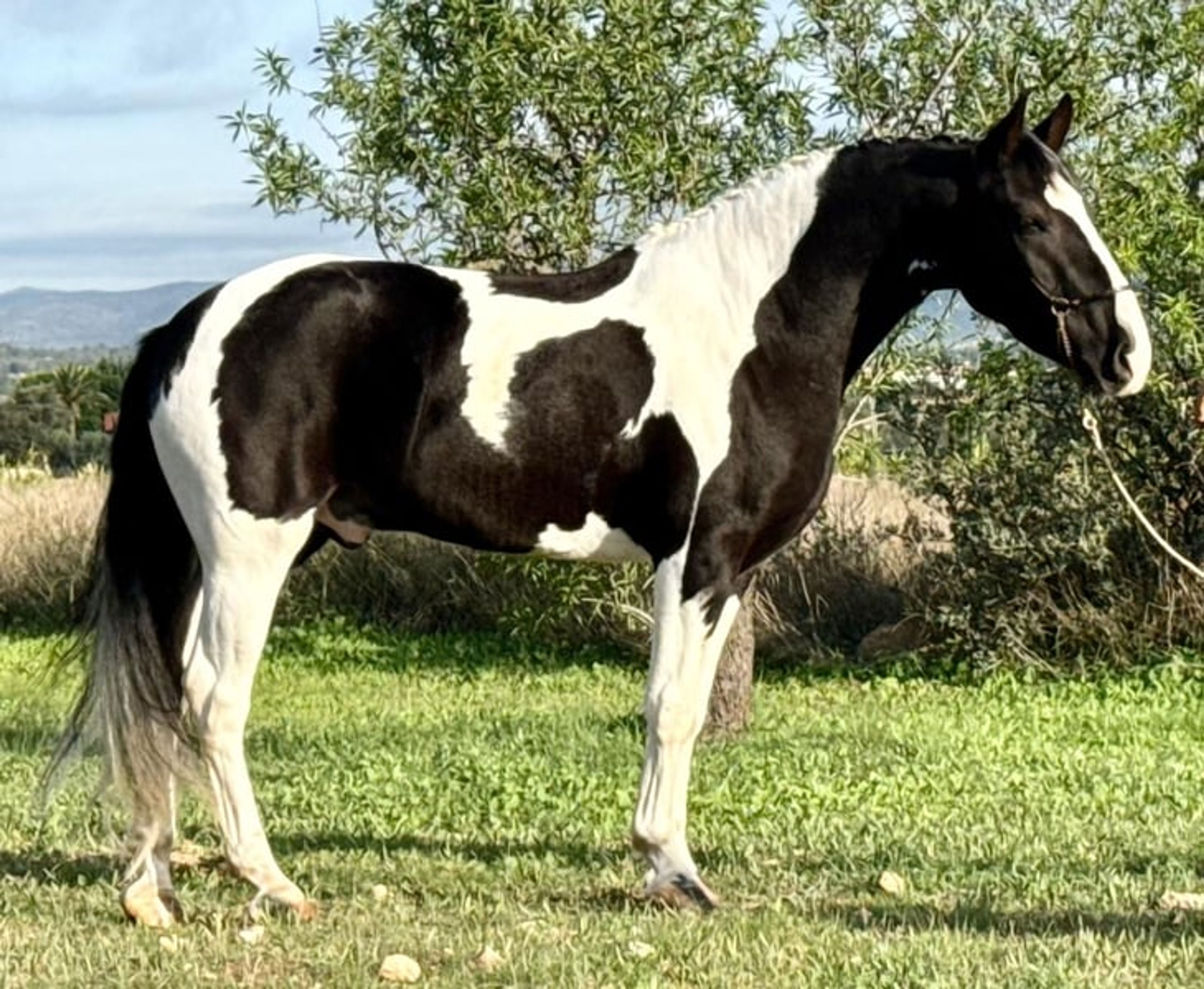 RINGO: UNIQUE & BAROQUE GELDING FOR DRESSAGE & WORKING - Image 2