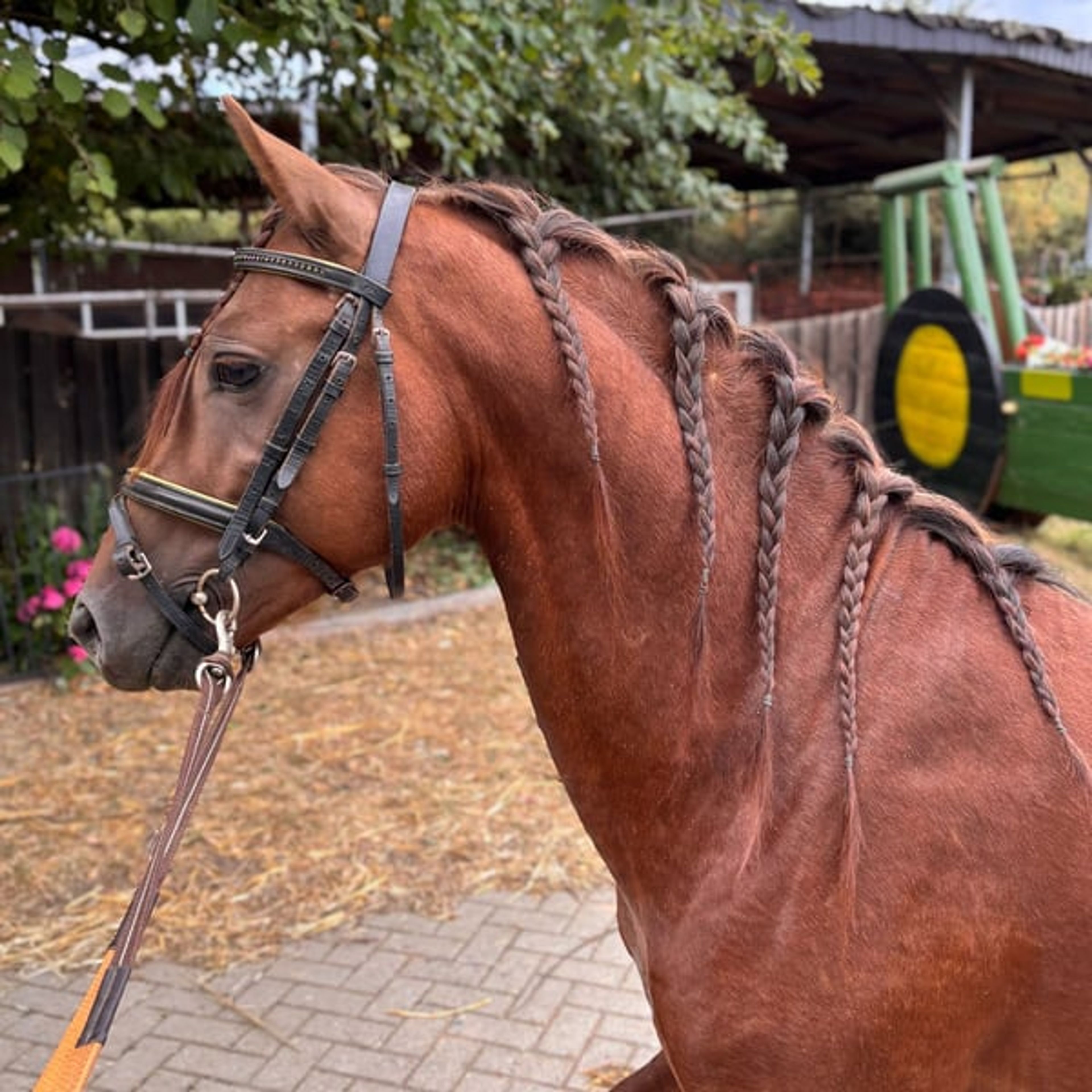 Beautiful Welsh B stallion in a rare color