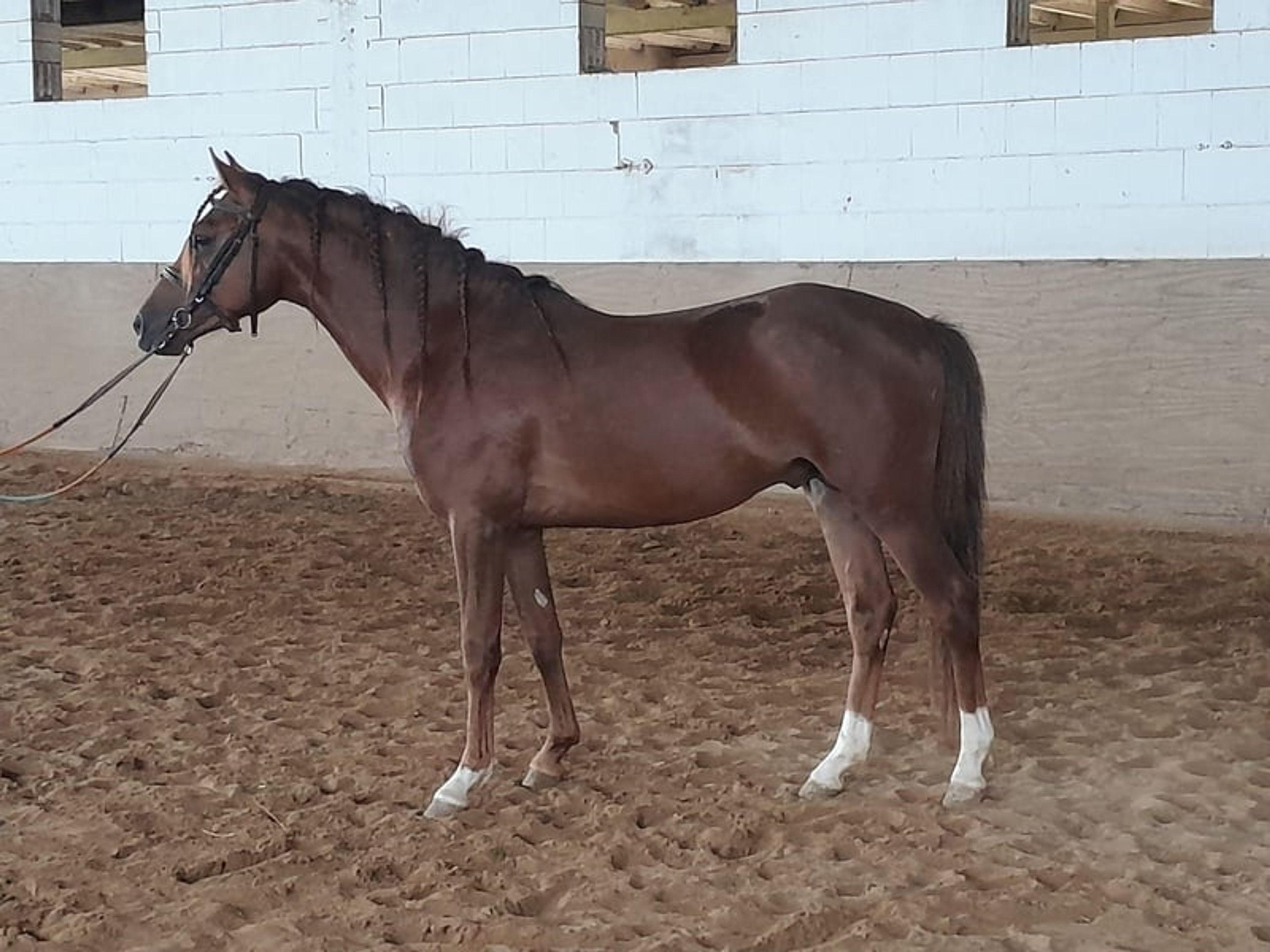 Beautiful Welsh B stallion in a rare color video 2