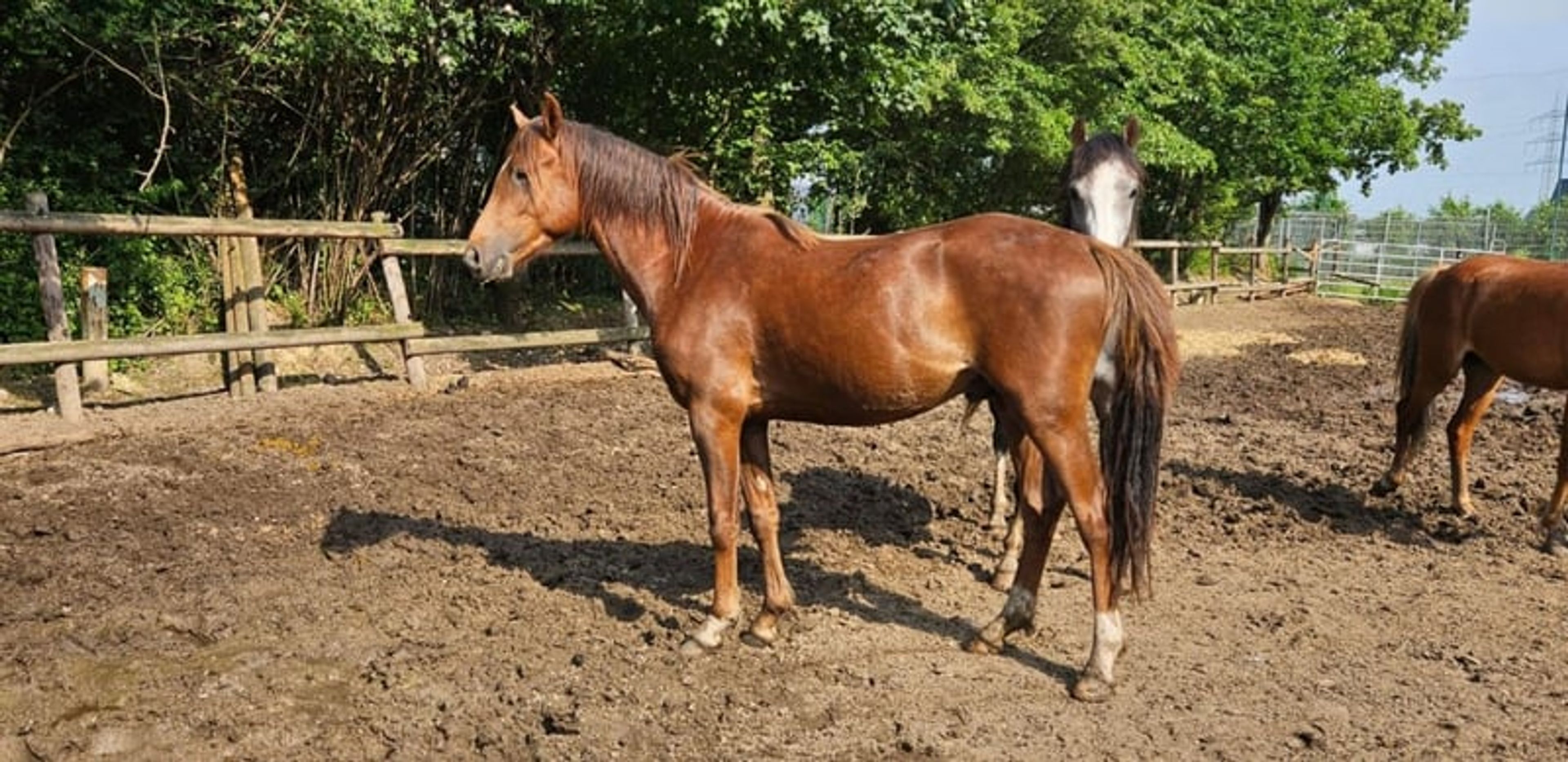 Beautiful Welsh B stallion in a rare color - Image 3