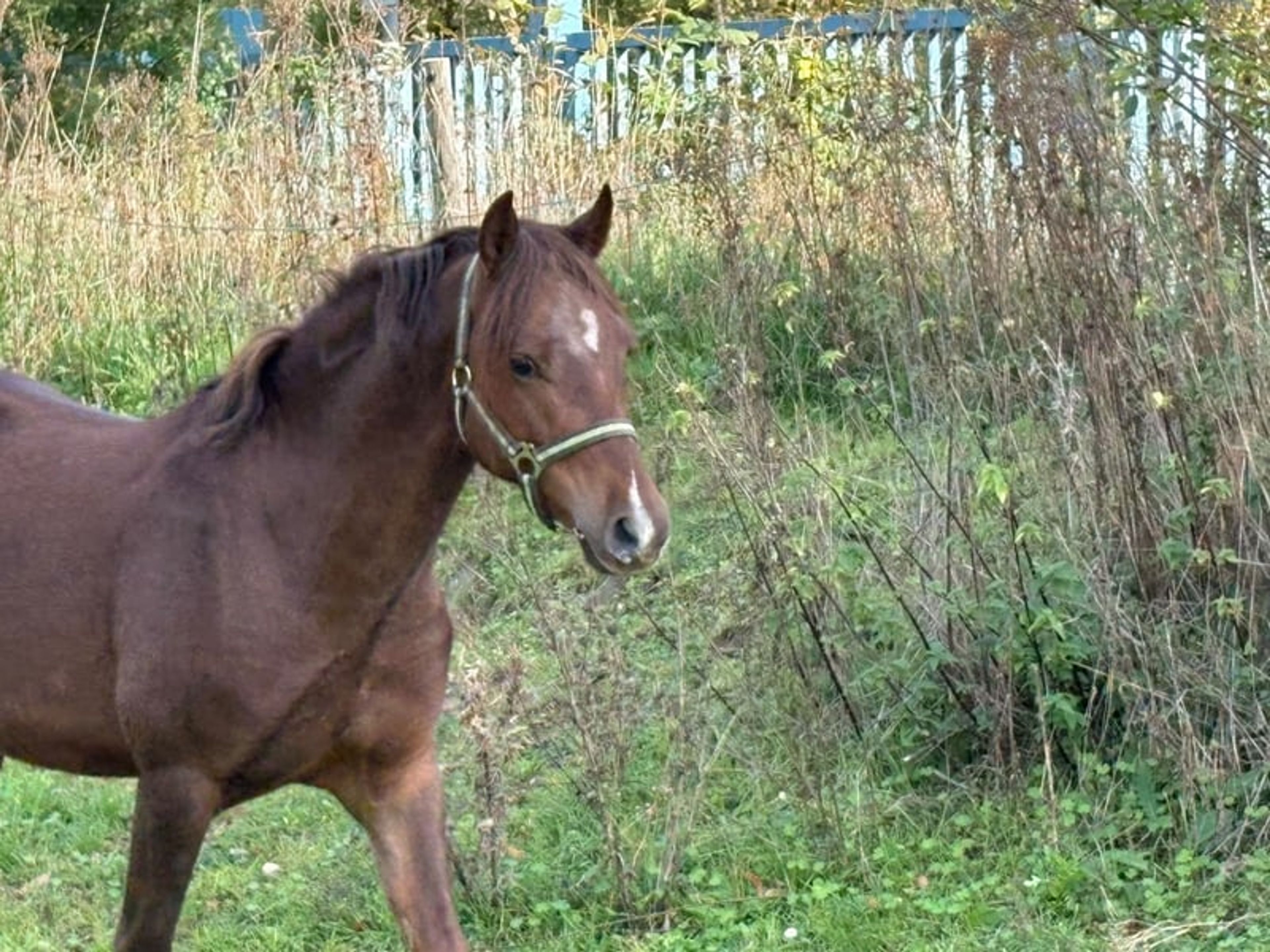 Beautiful Welsh B stallion in a rare color - Image 4
