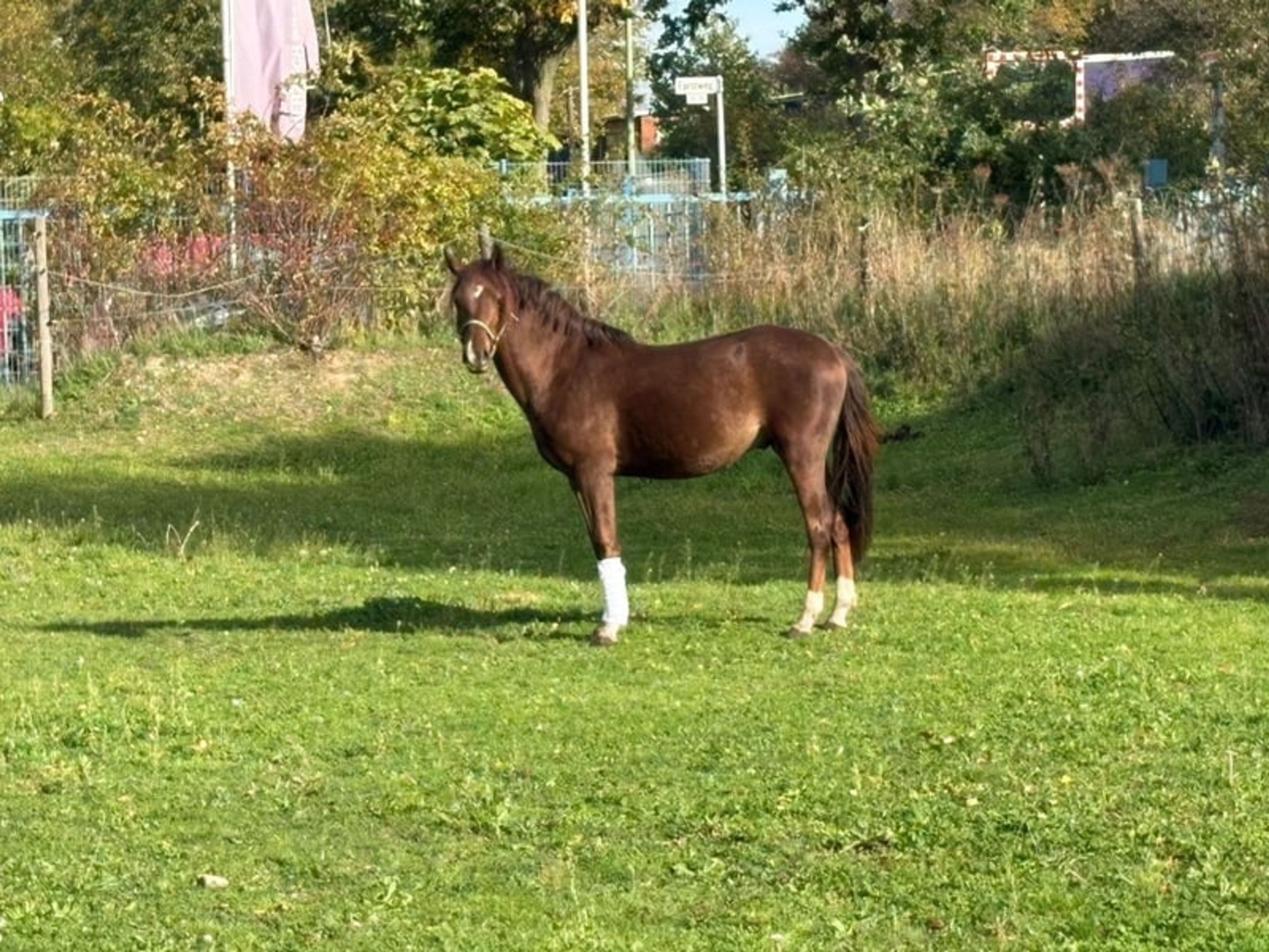 Beautiful Welsh B stallion in a rare color - Image 5