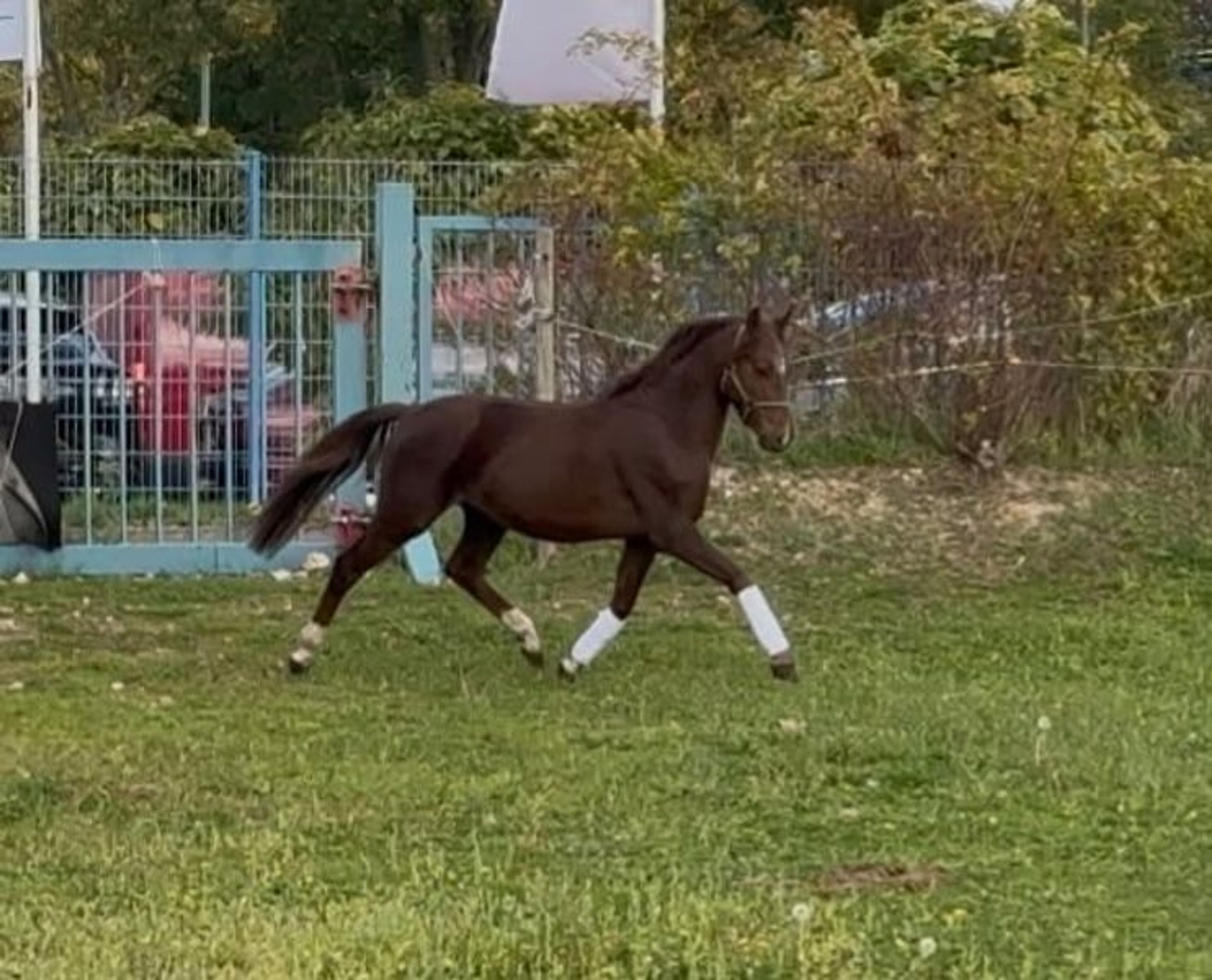 Beautiful Welsh B stallion in a rare color - Image 6