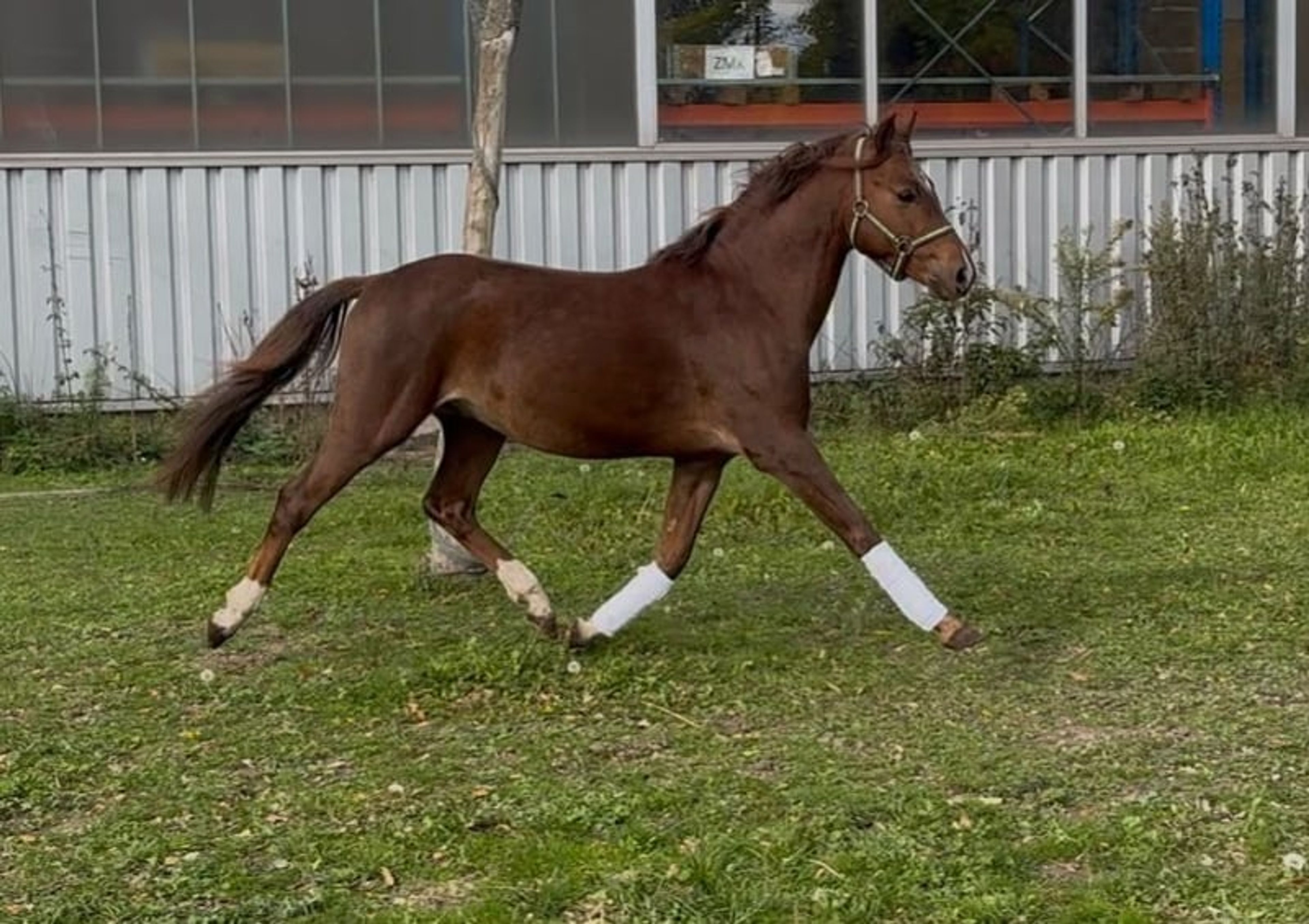 Beautiful Welsh B stallion in a rare color - Image 7