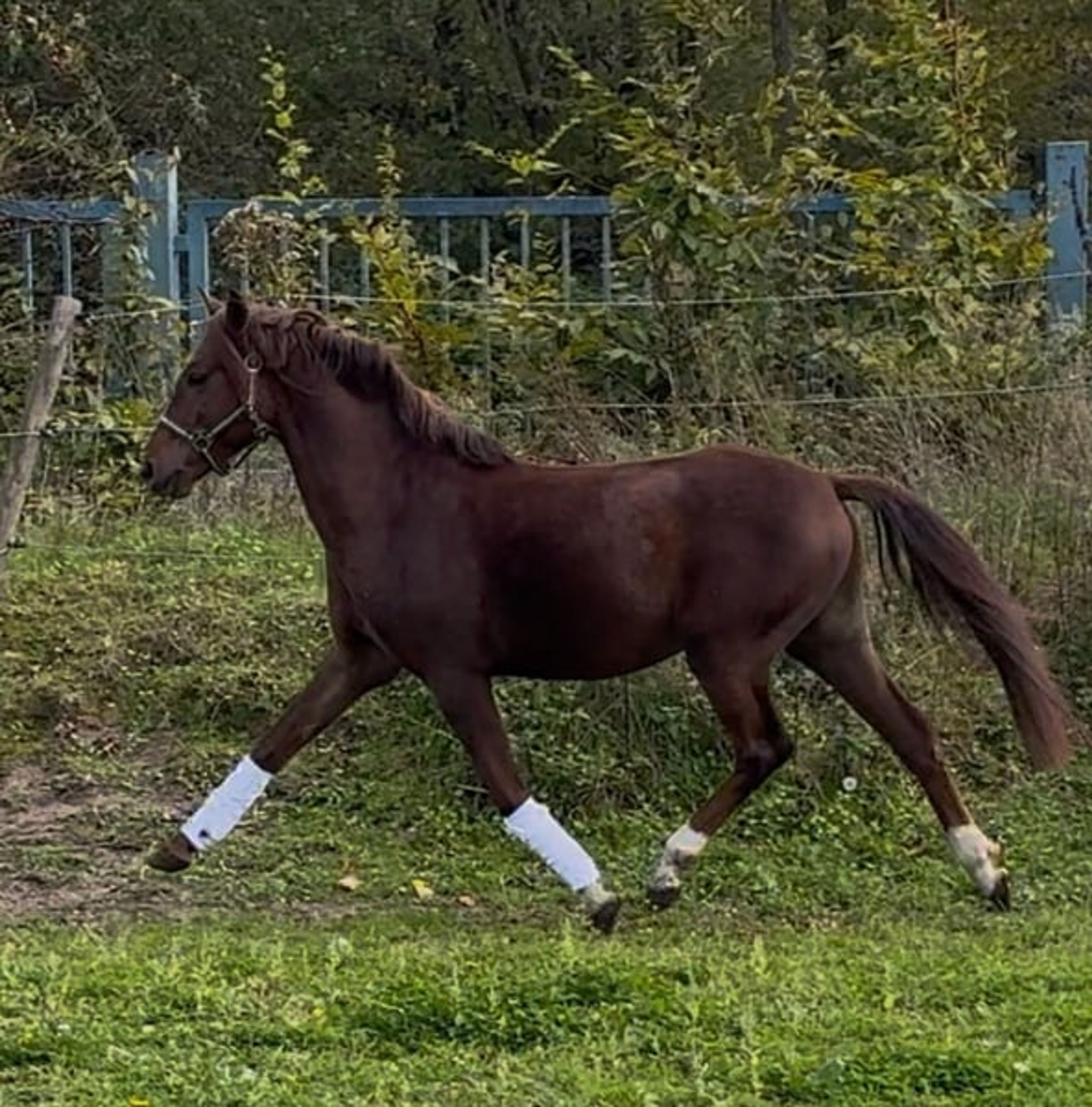 Beautiful Welsh B stallion in a rare color - Image 8