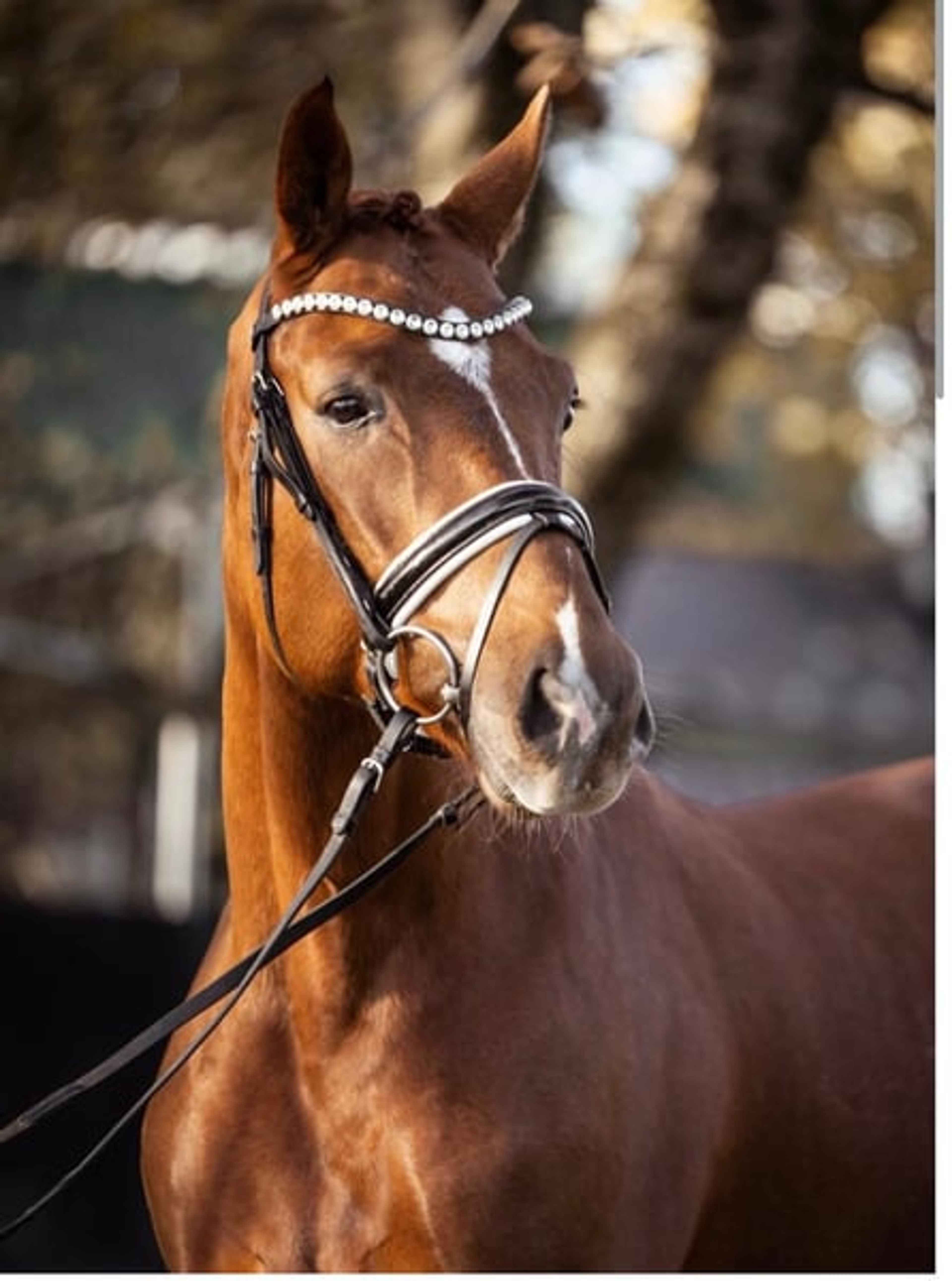 Expressive young horse with great potential by Dynamik Dream