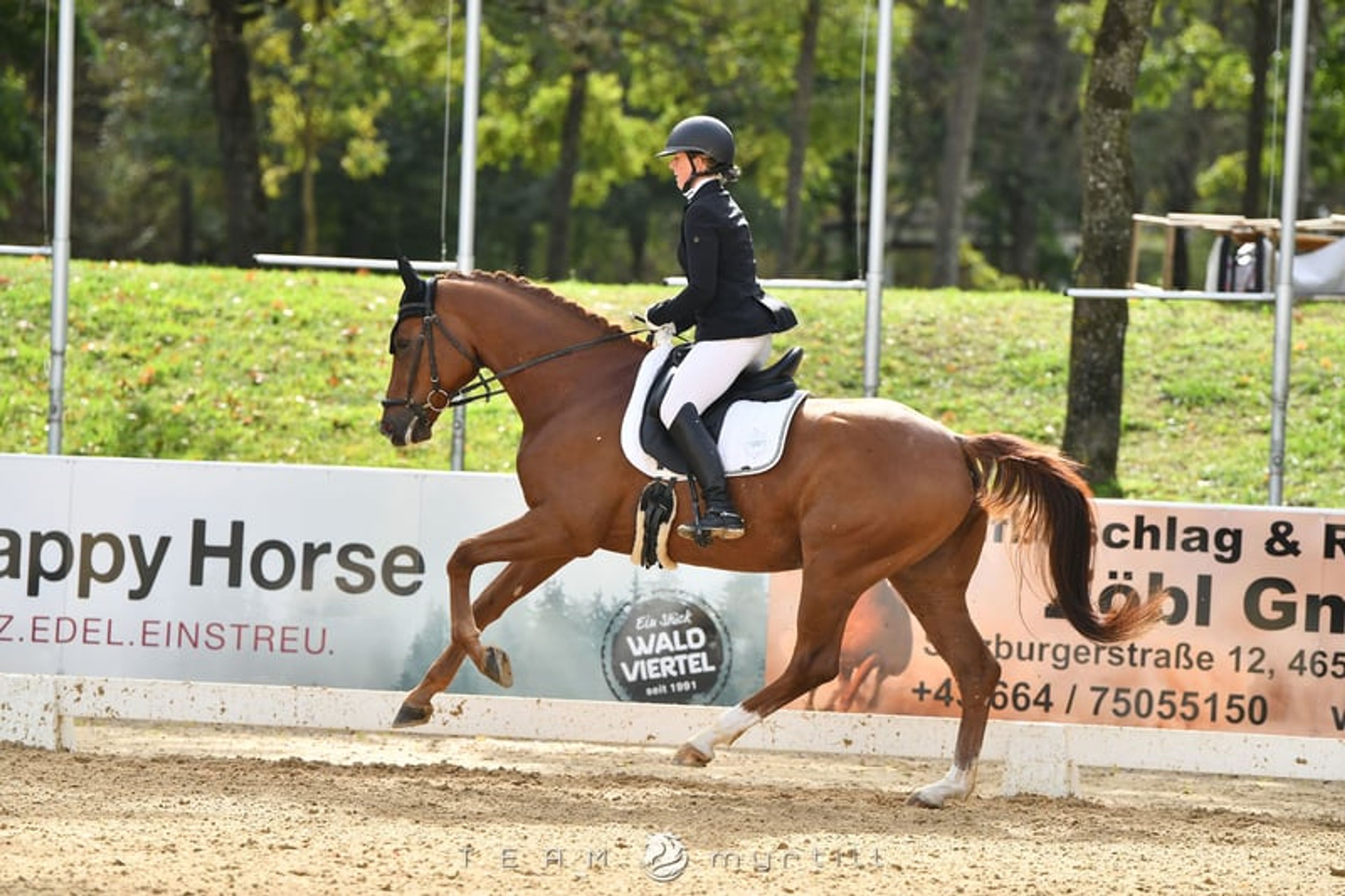 Expressive young horse with great potential by Dynamik Dream - Image 2