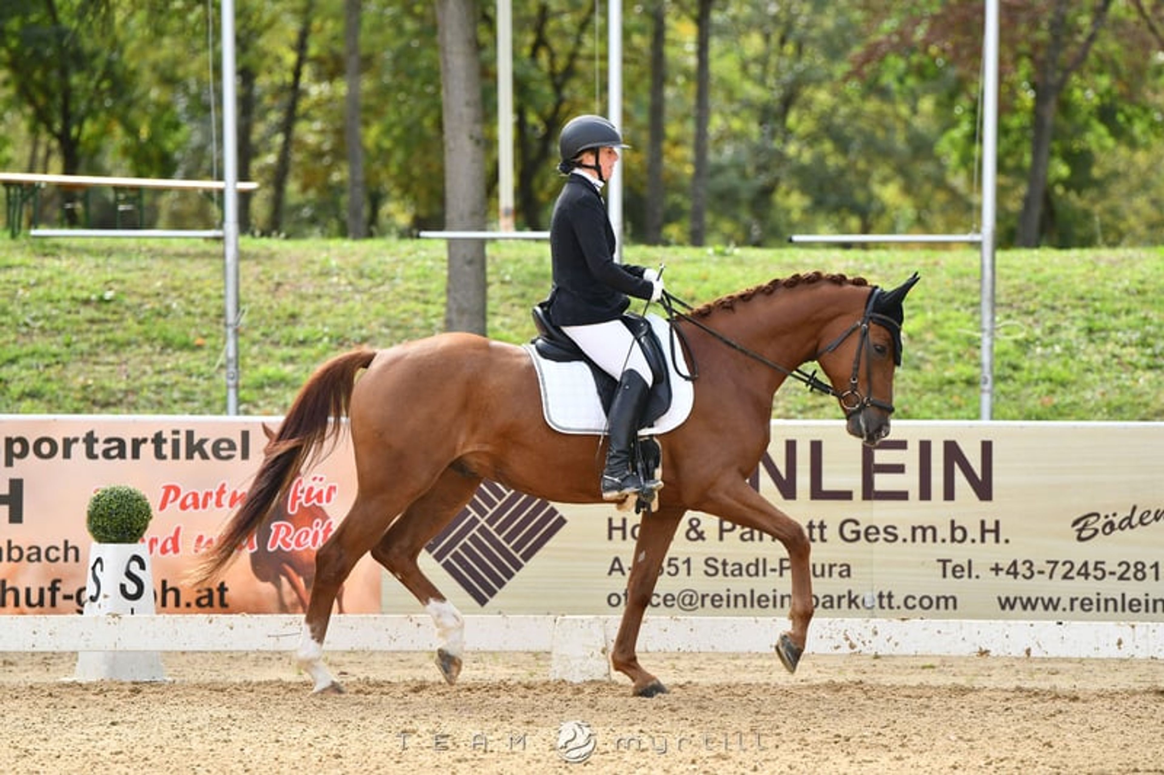 Expressive young horse with great potential by Dynamik Dream - Image 3