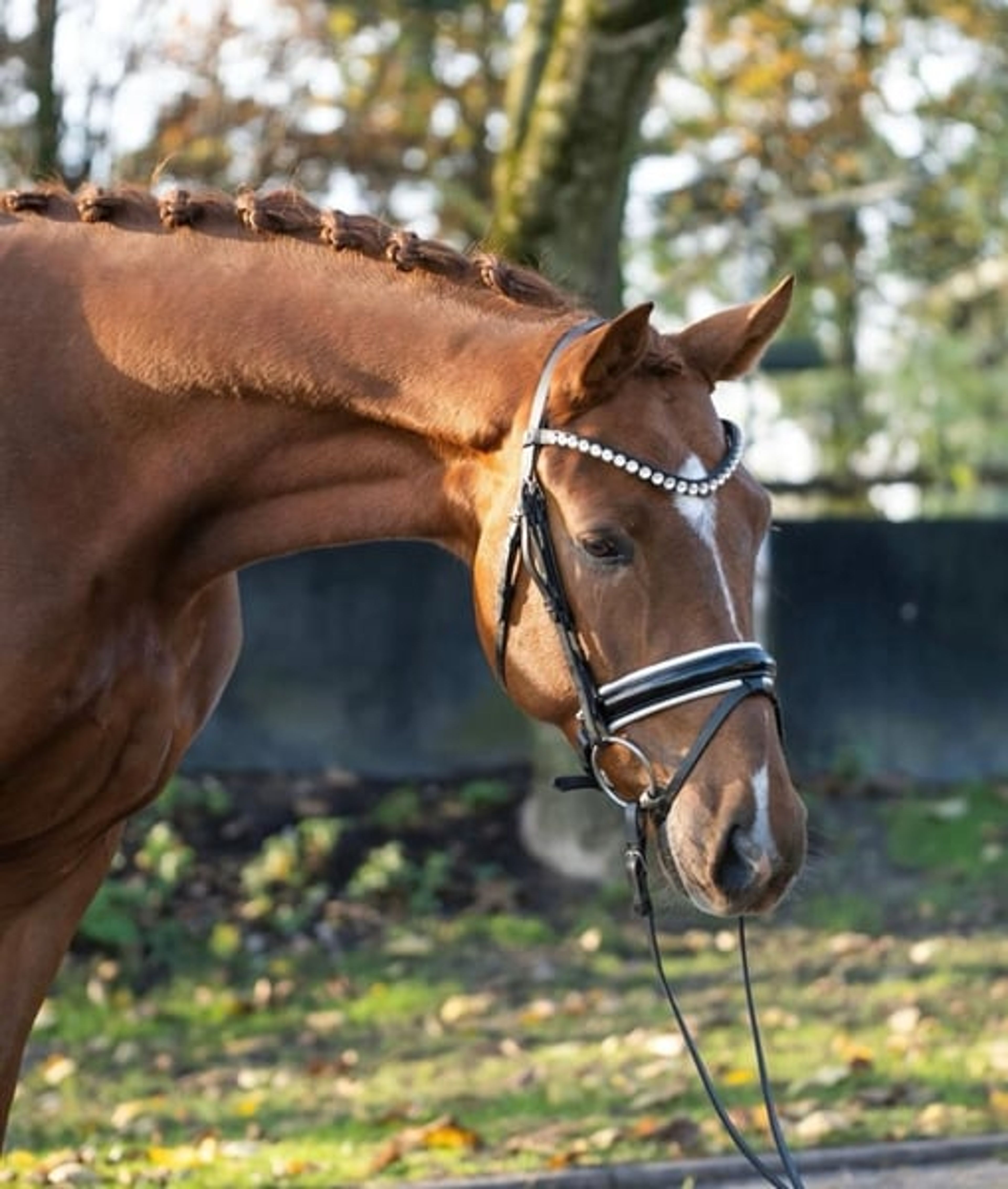 Expressive young horse with great potential by Dynamik Dream - Image 4