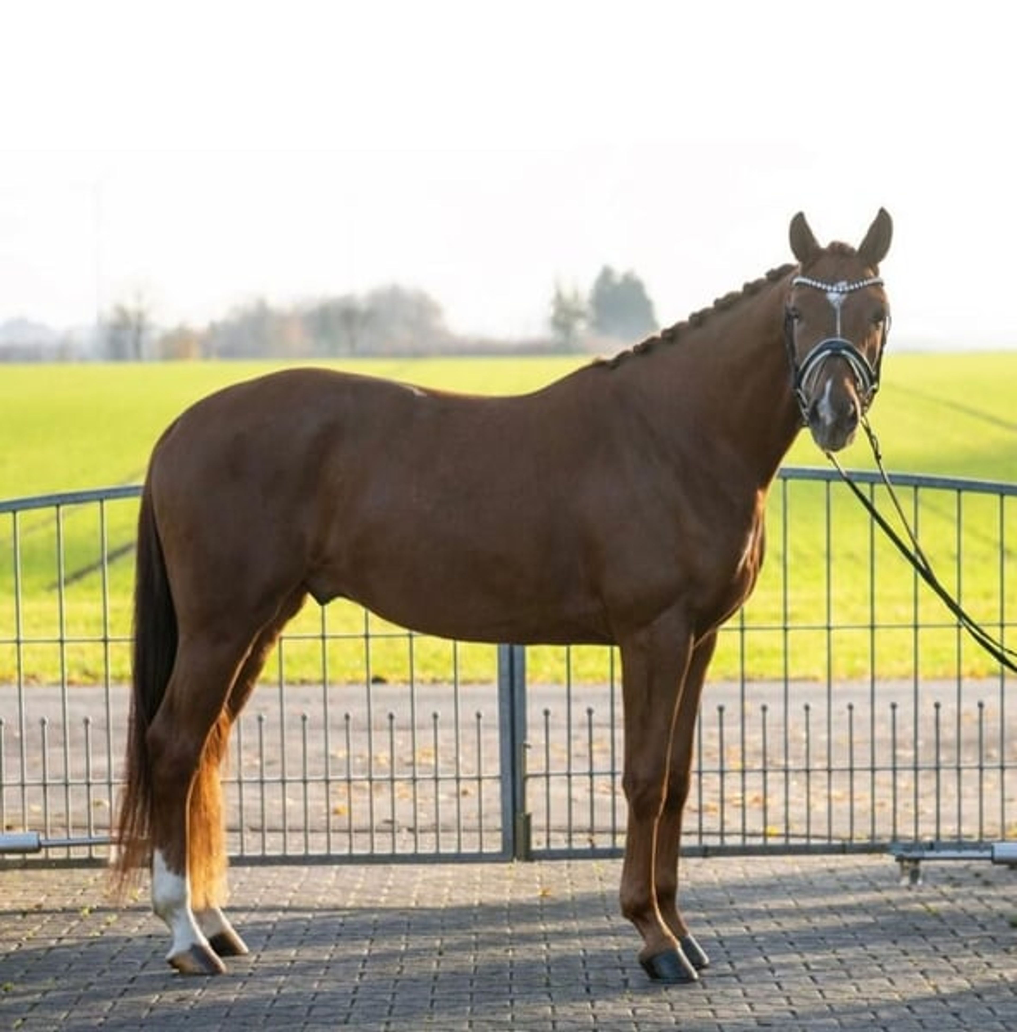 Expressive young horse with great potential by Dynamik Dream - Image 5