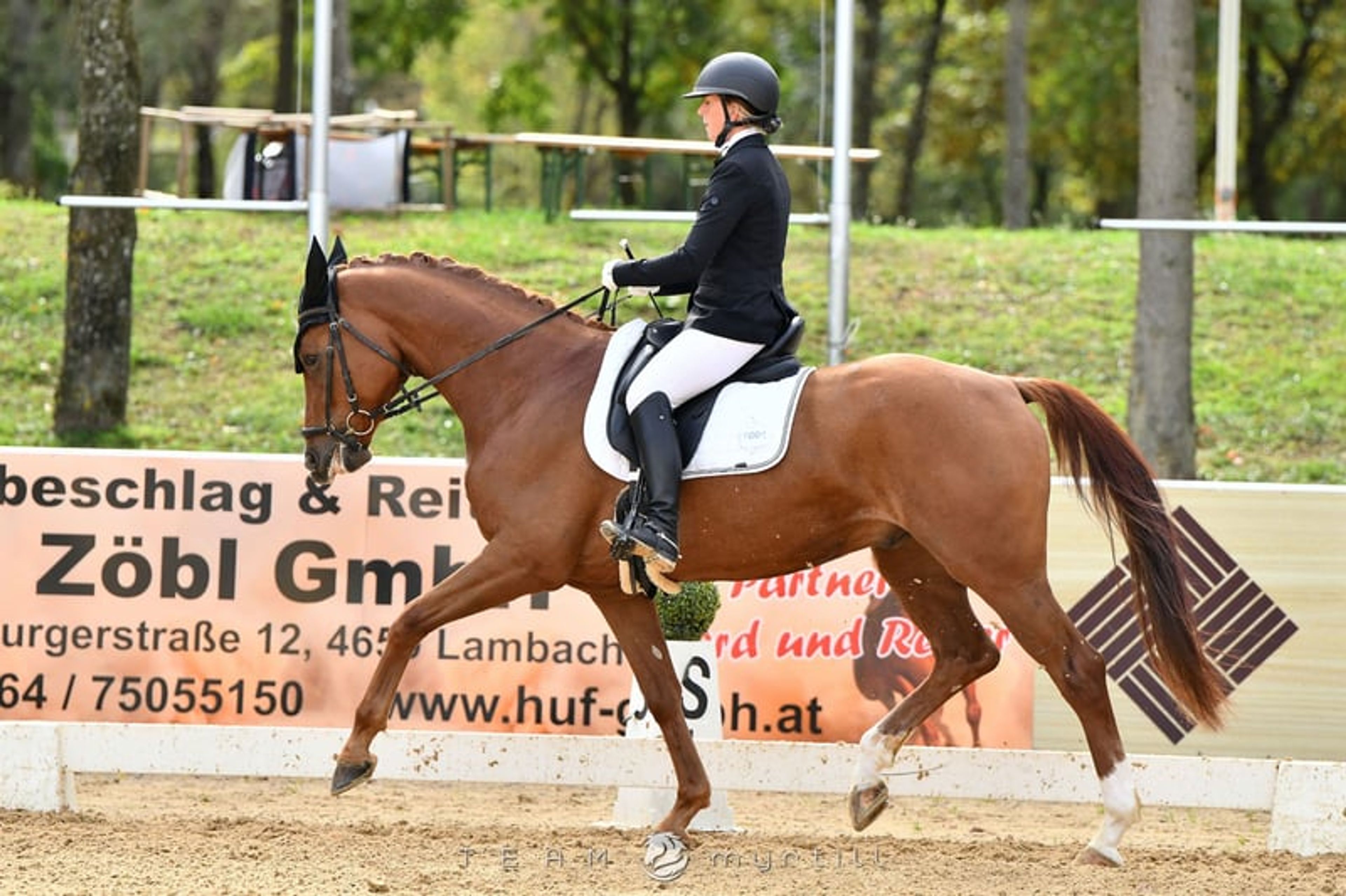 Expressive young horse with great potential by Dynamik Dream - Image 6