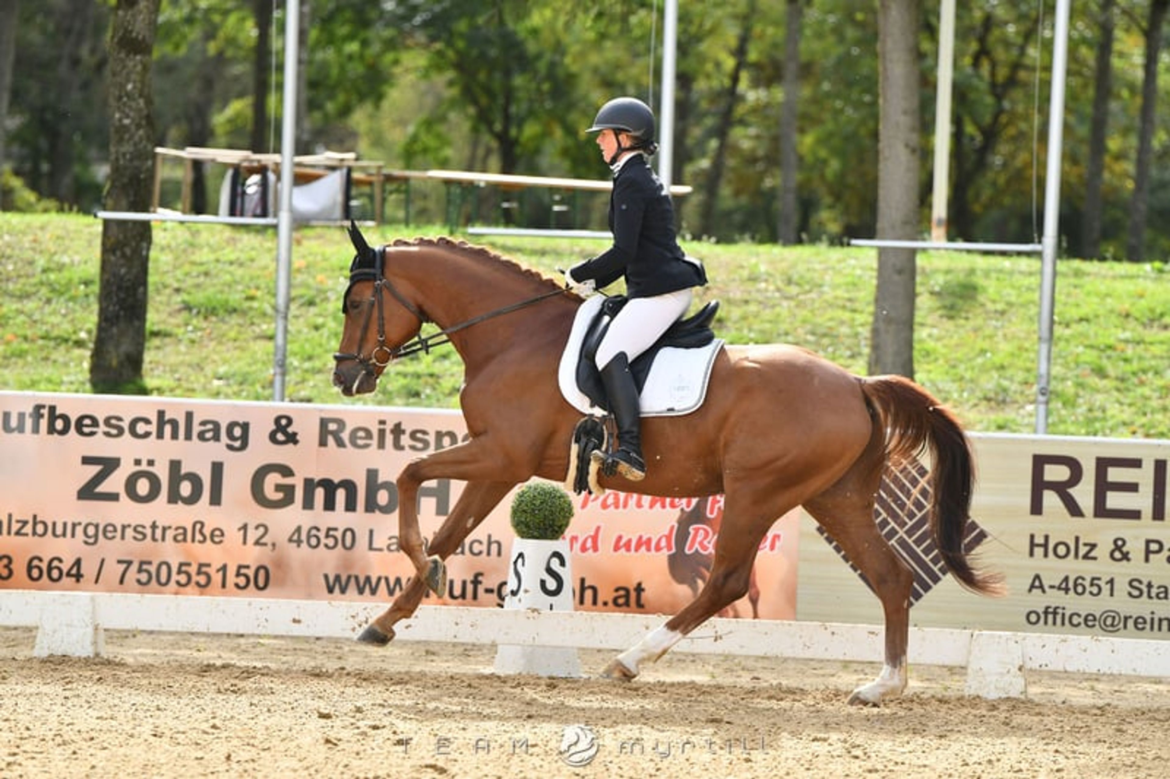 Expressive young horse with great potential by Dynamik Dream - Image 7