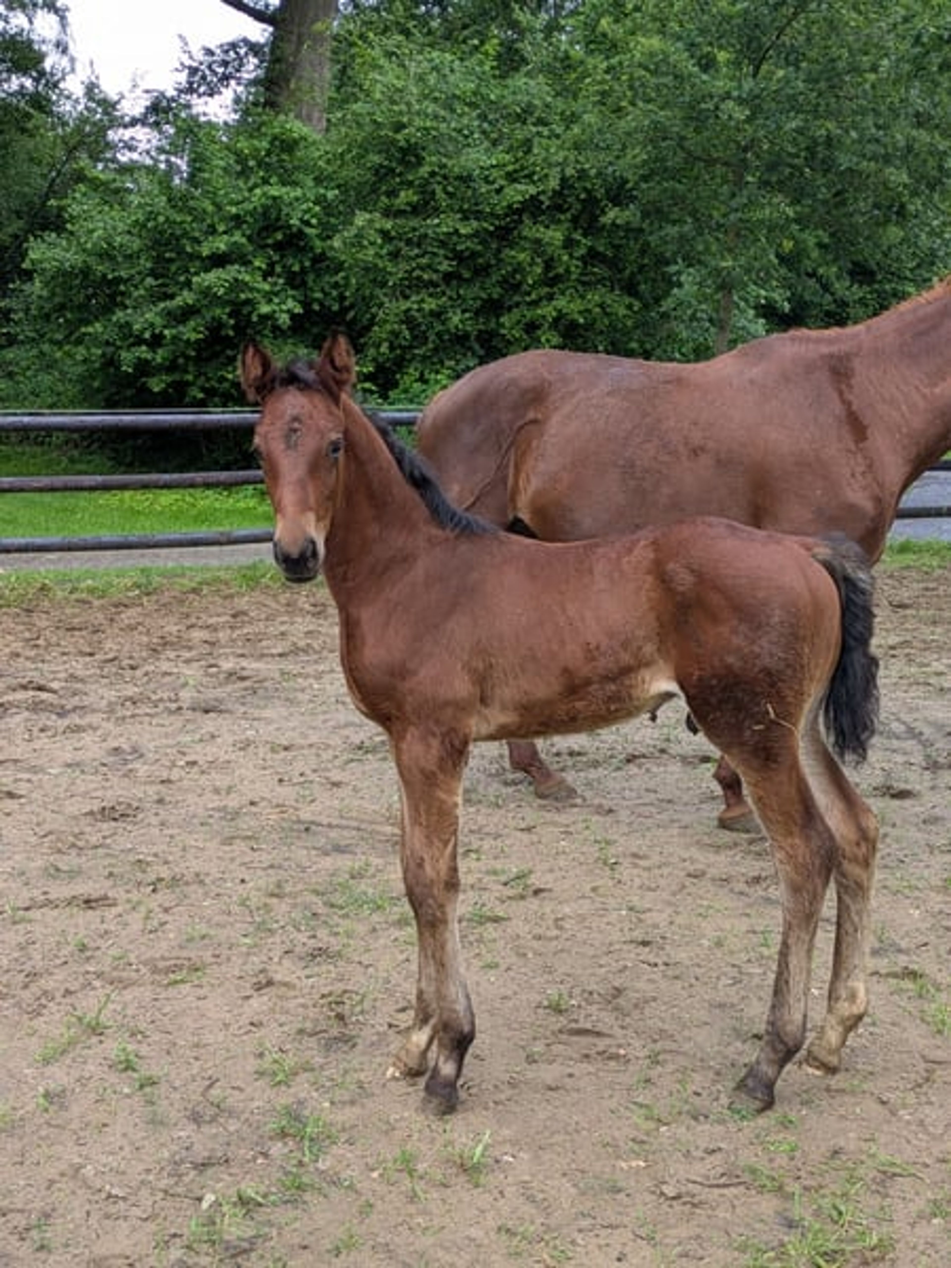Colt by Vjento x For Final