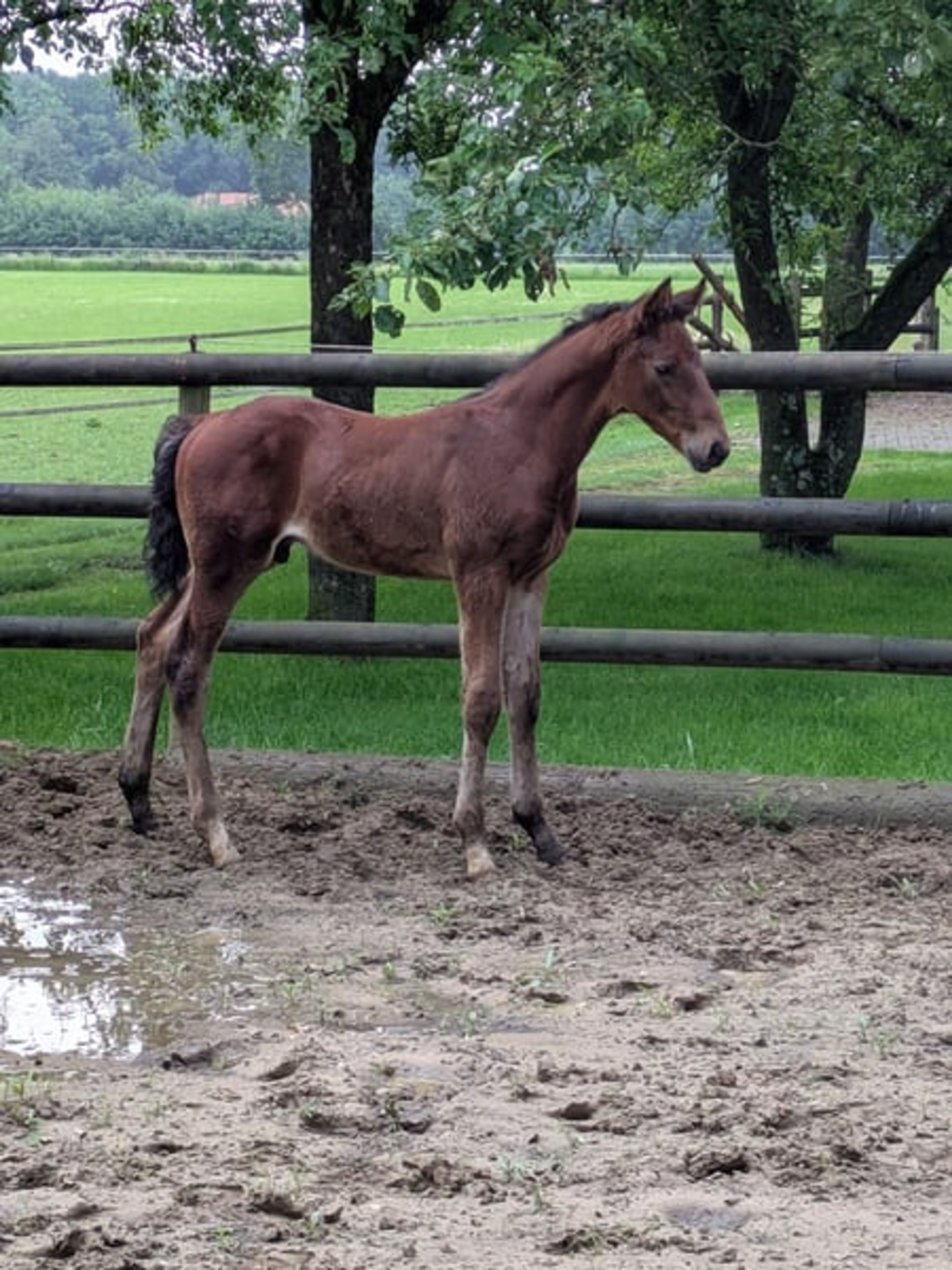 Colt by Vjento x For Final - Image 3
