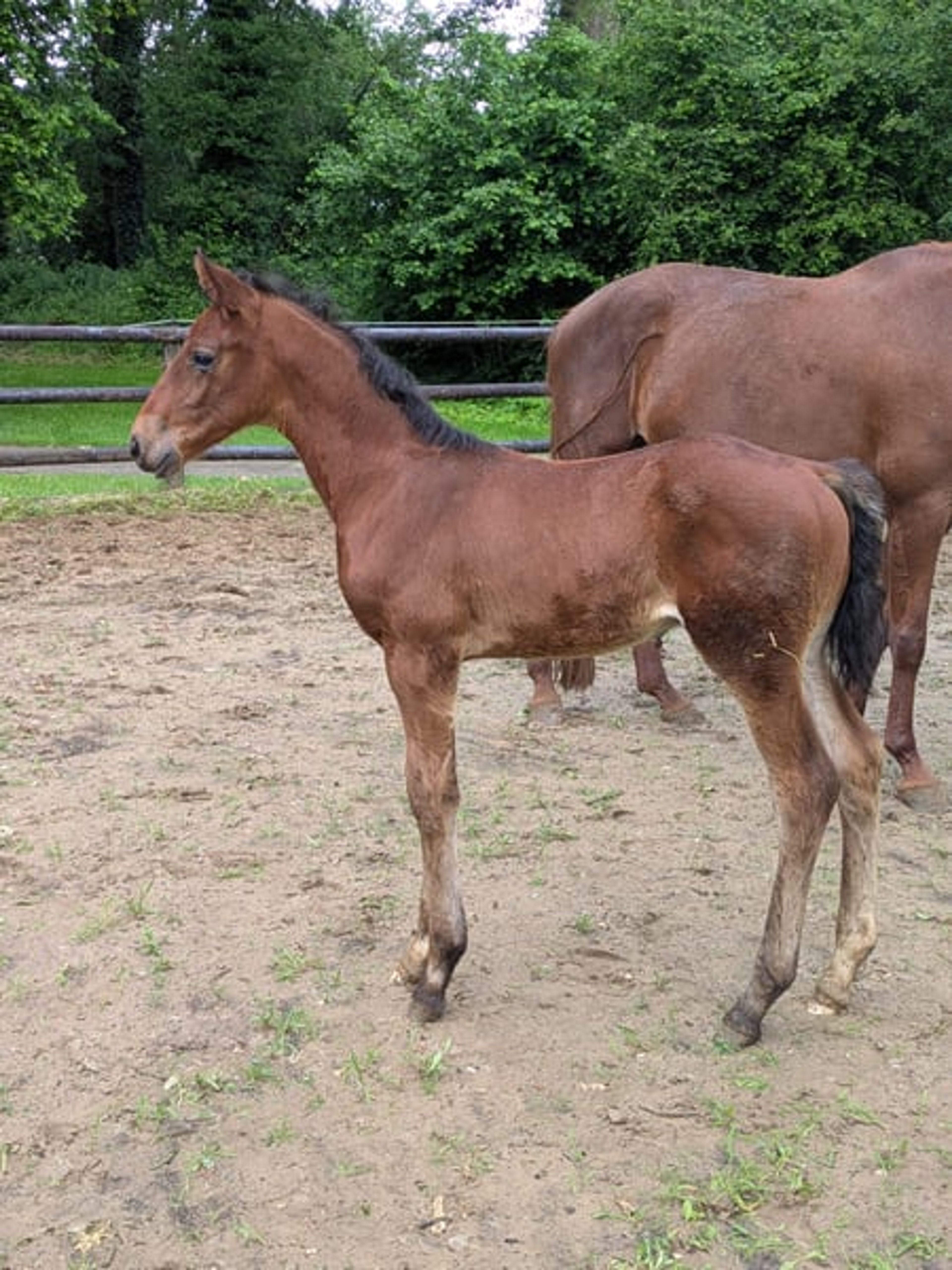 Colt by Vjento x For Final - Image 4