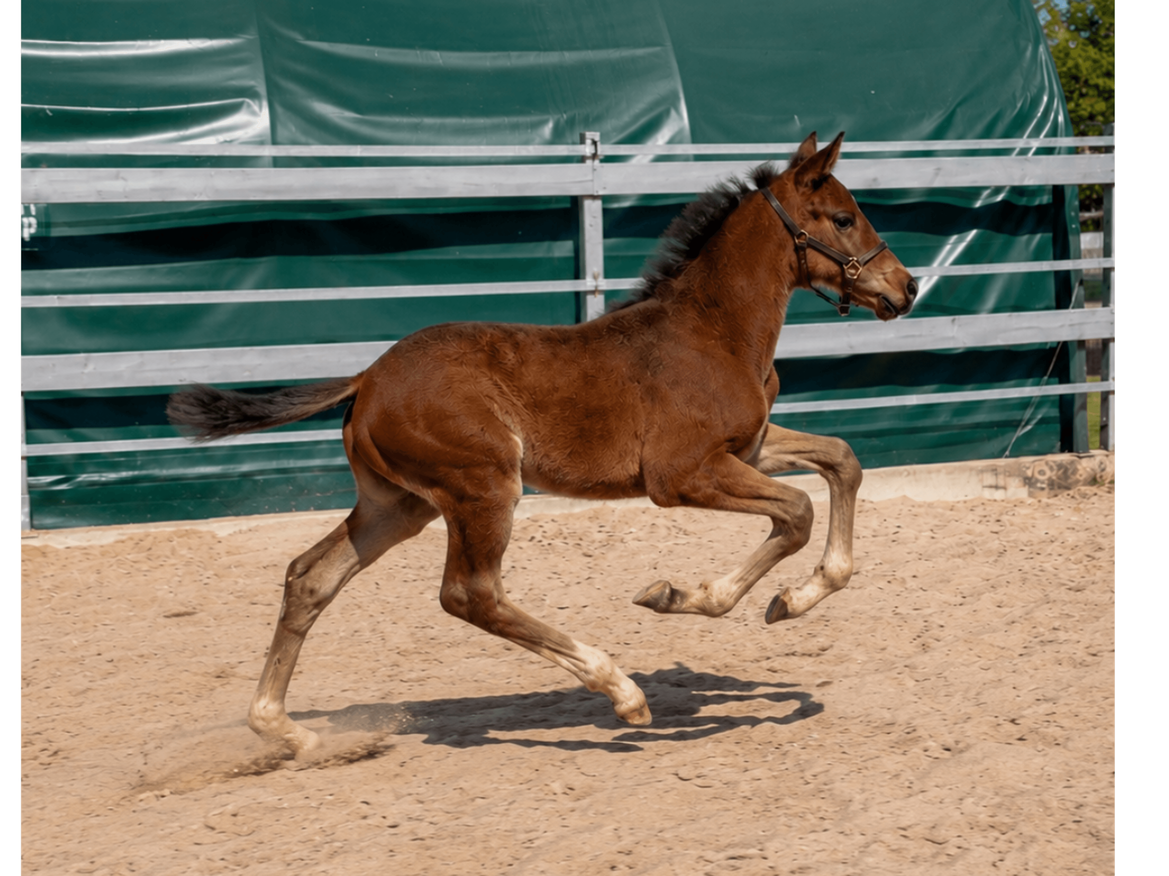 Elano (EMPIRE KALONE x CASINO GRANDE) - Image 1
