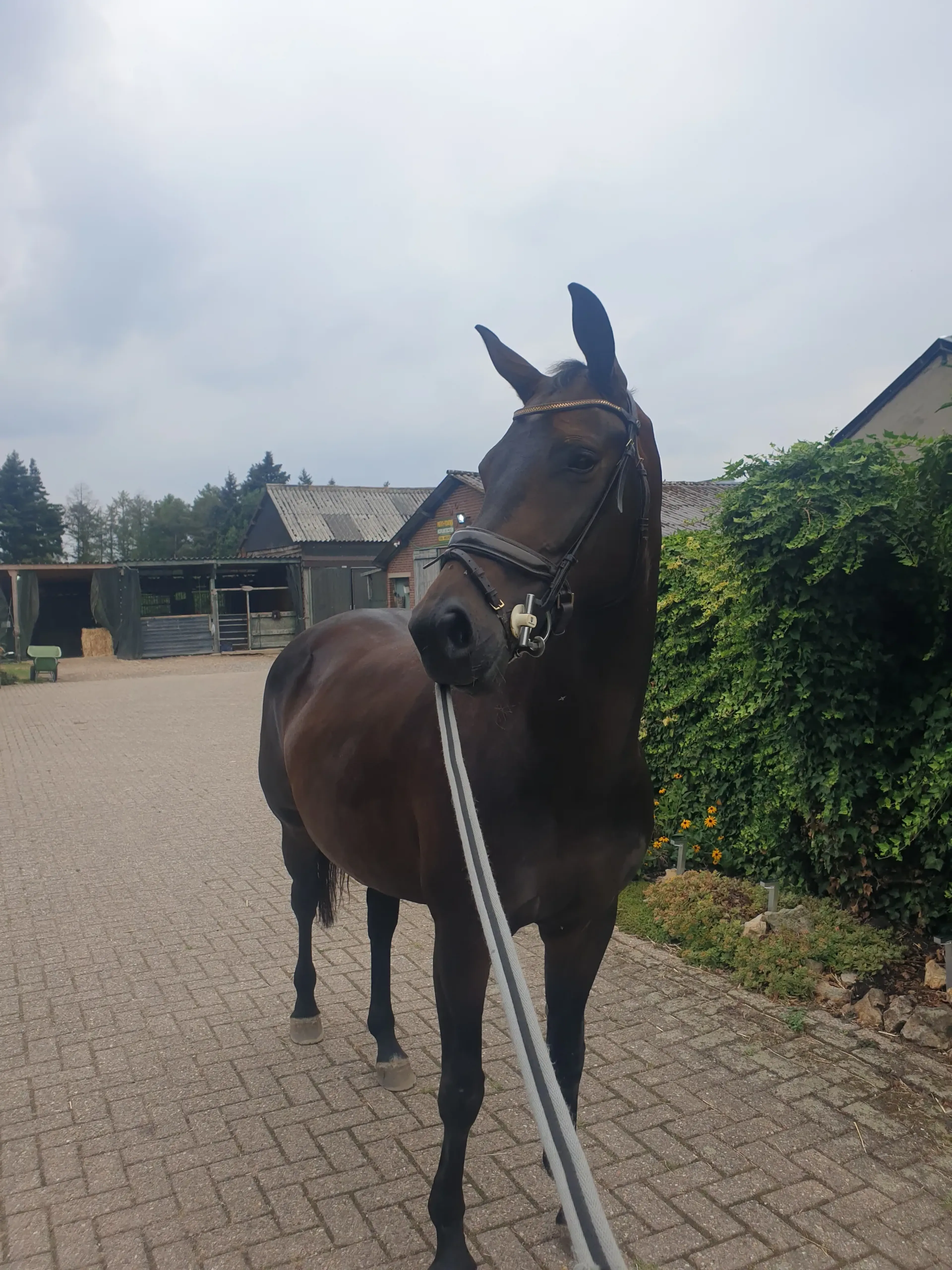 Randa  ( Kjento x Dorado) - Image 1