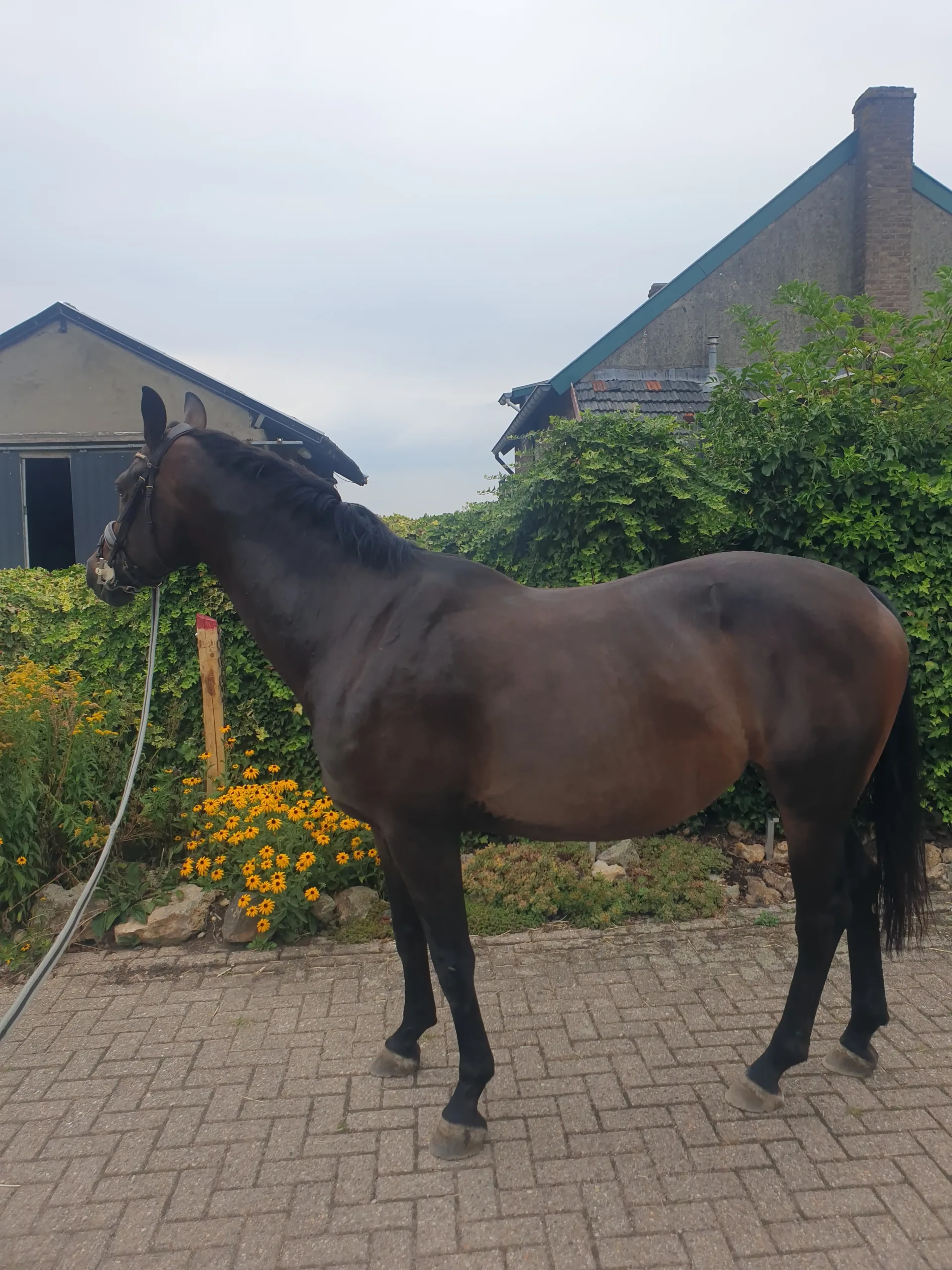 Randa  ( Kjento x Dorado) - Image 2
