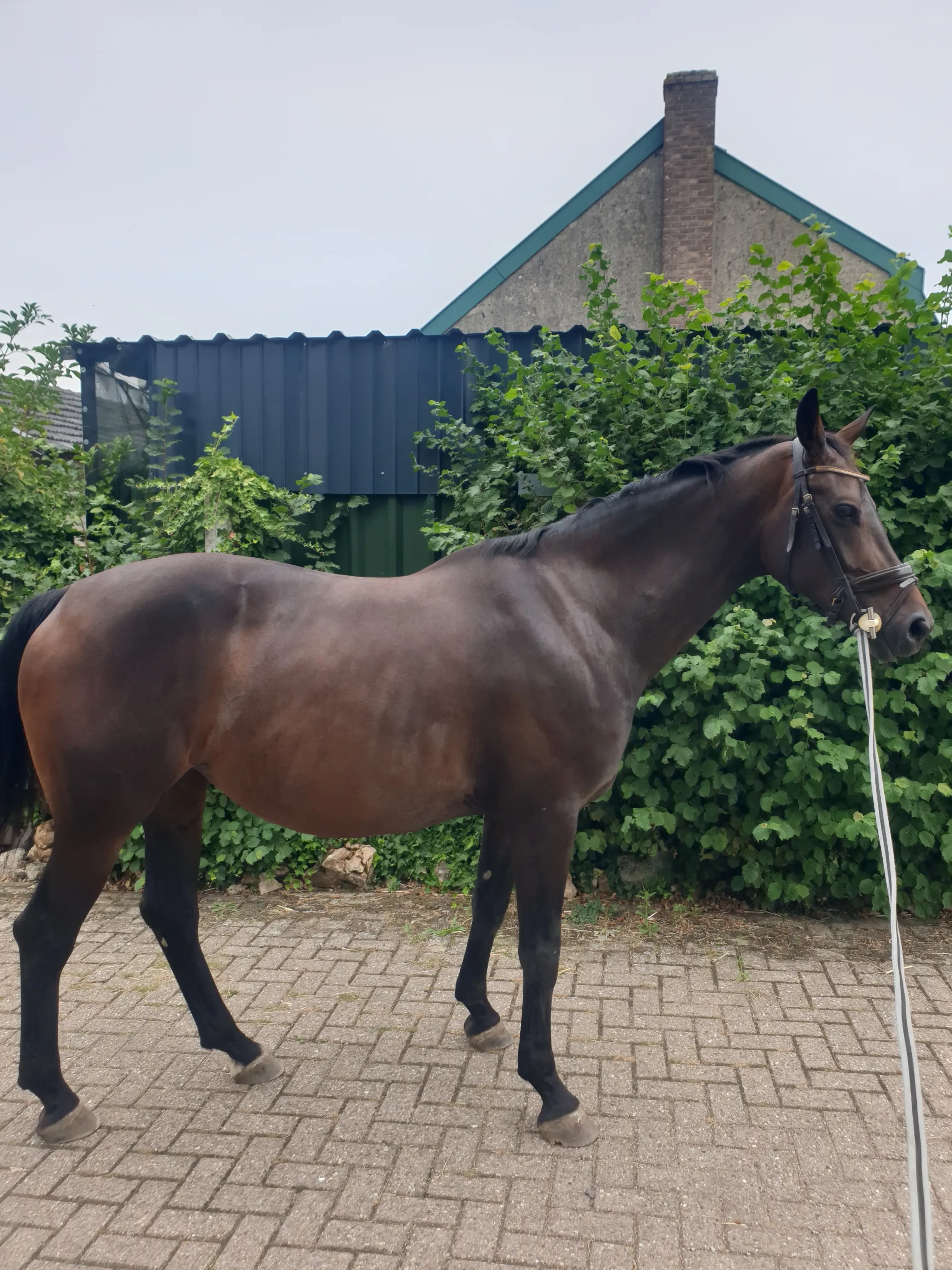 Randa  ( Kjento x Dorado) - Image 3