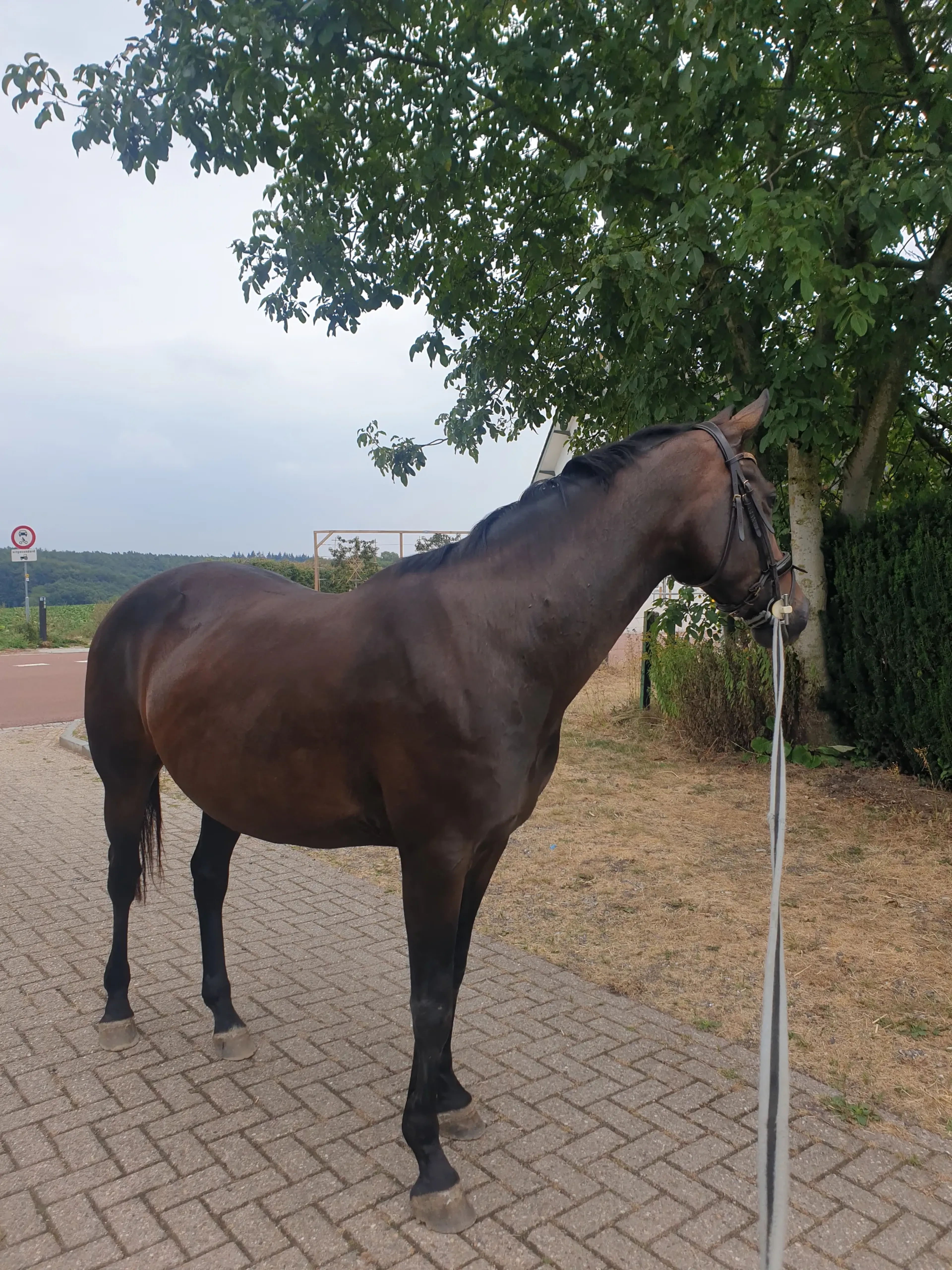 Randa  ( Kjento x Dorado) - Image 4