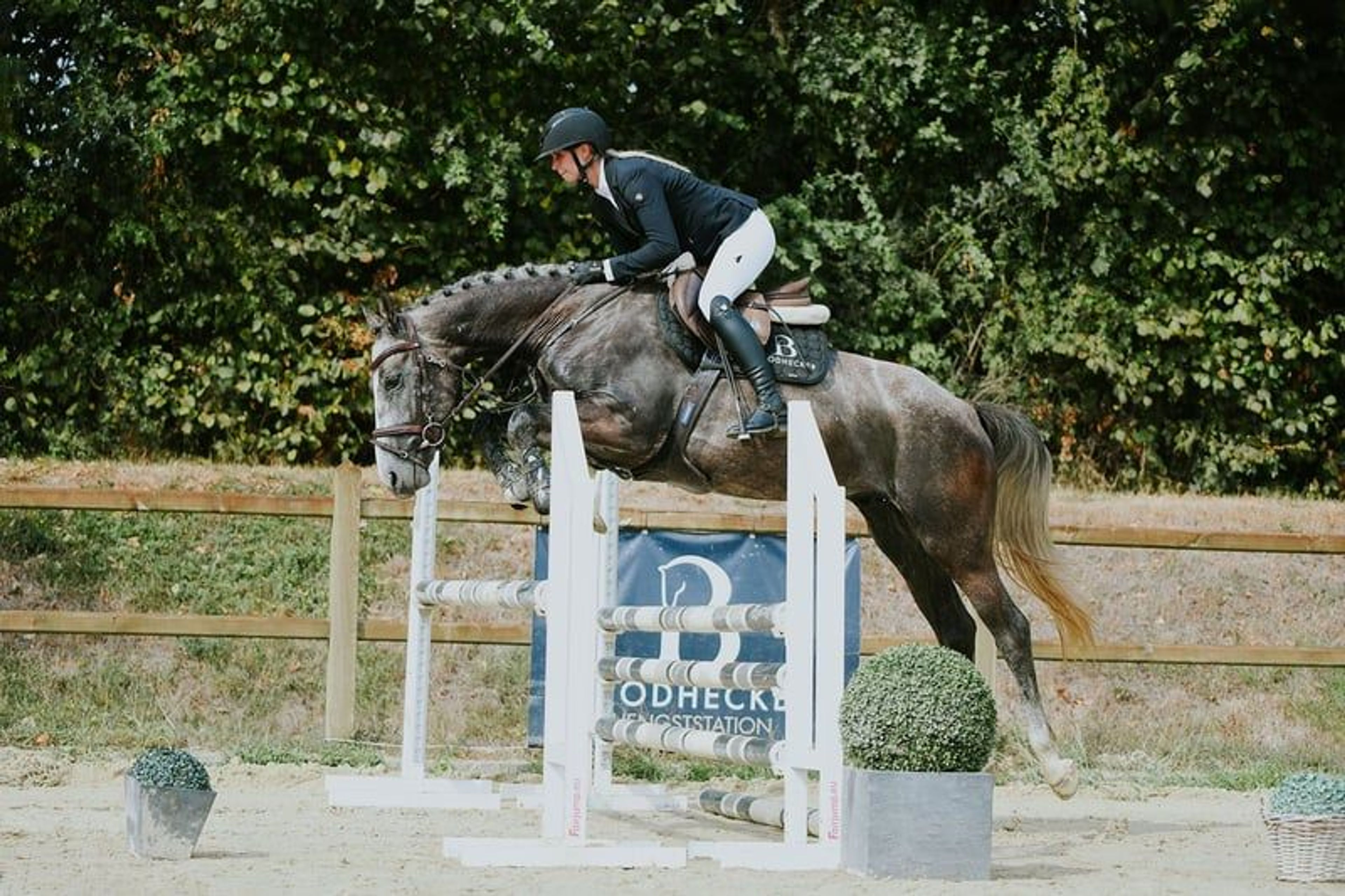 Compact young show jumper with plenty of quality.