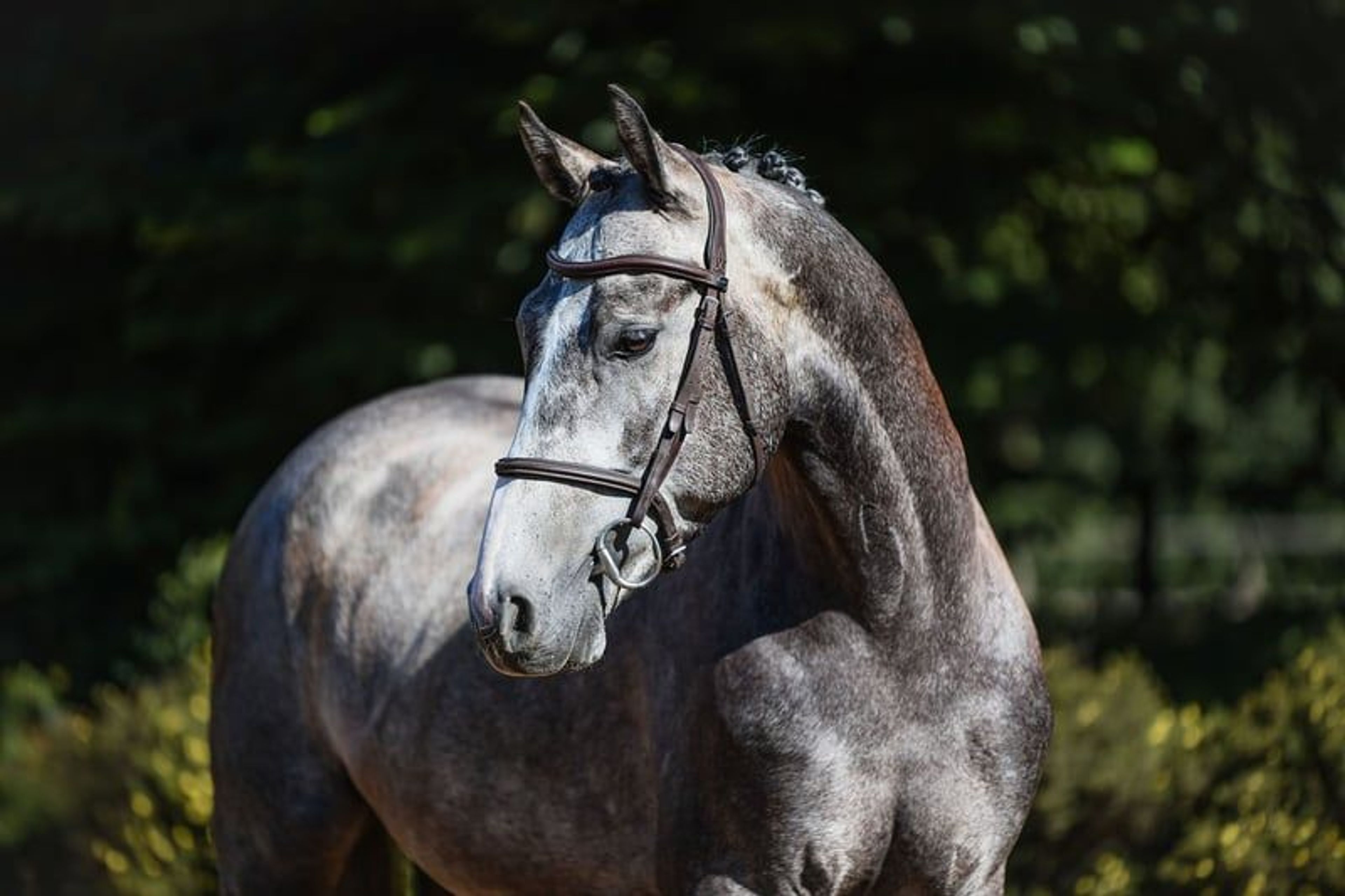 Compact young show jumper with plenty of quality. - Image 2