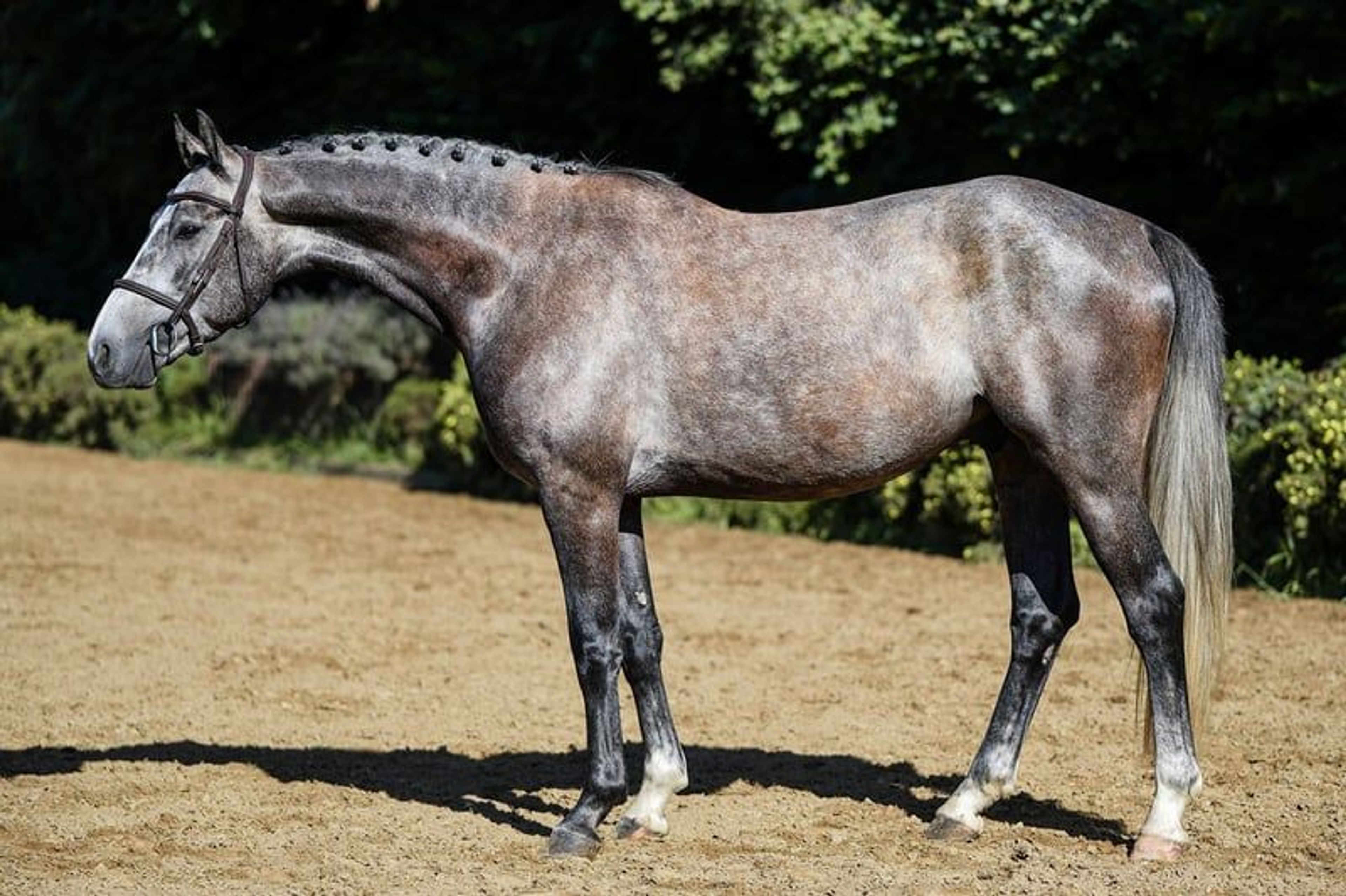 Compact young show jumper with plenty of quality. - Image 3