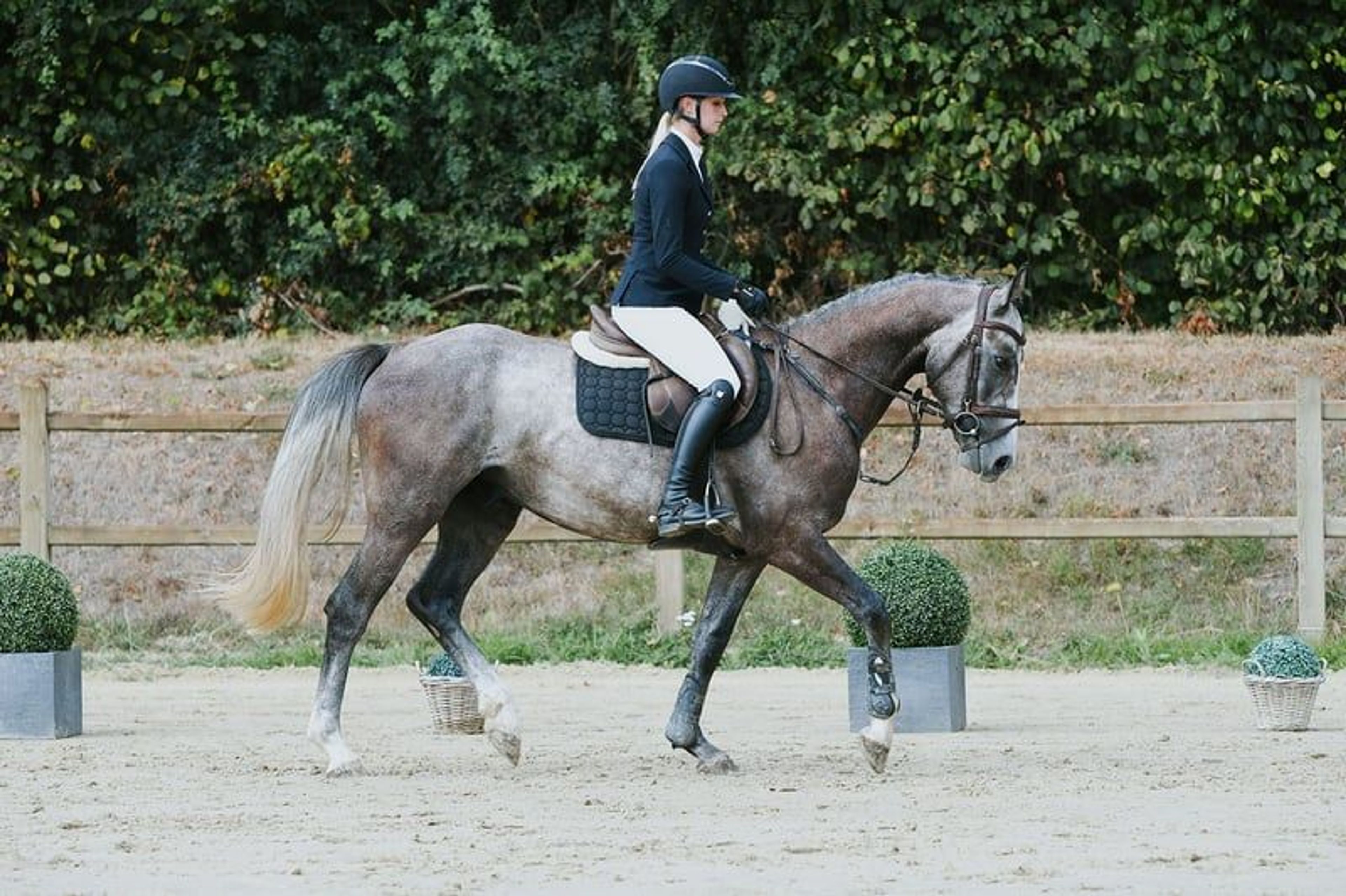 Compact young show jumper with plenty of quality. - Image 4