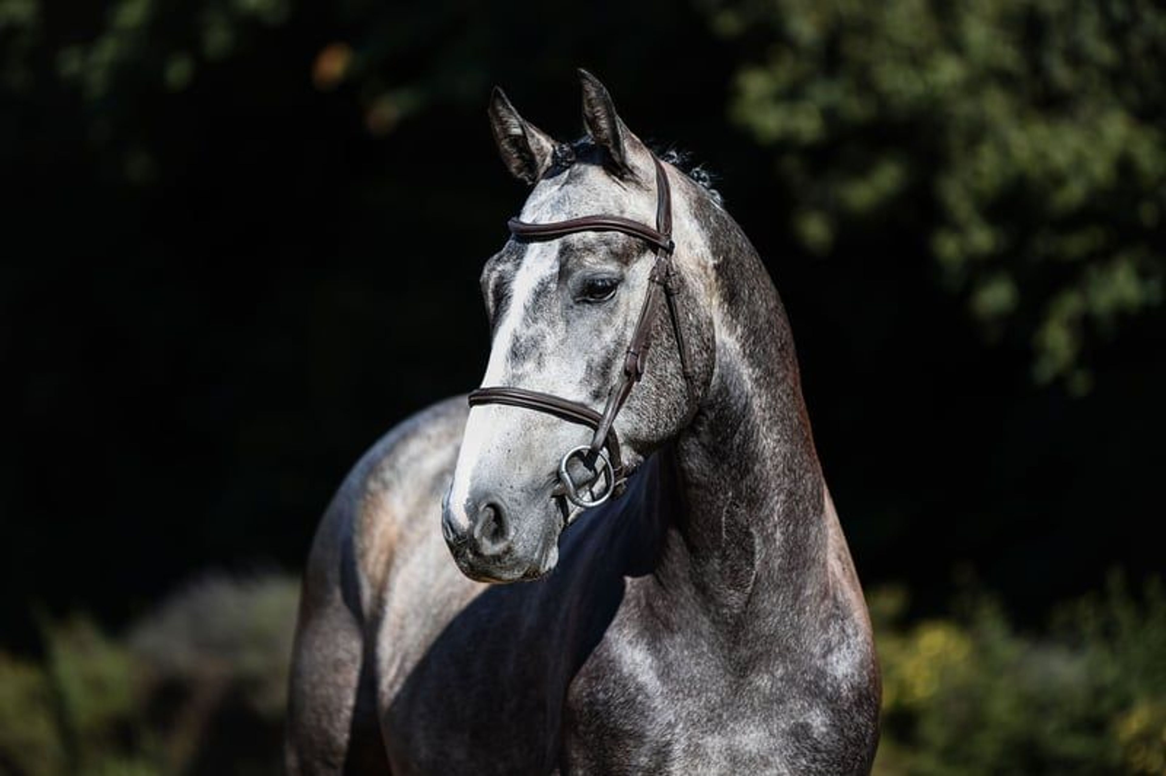 Compact young show jumper with plenty of quality. - Image 6