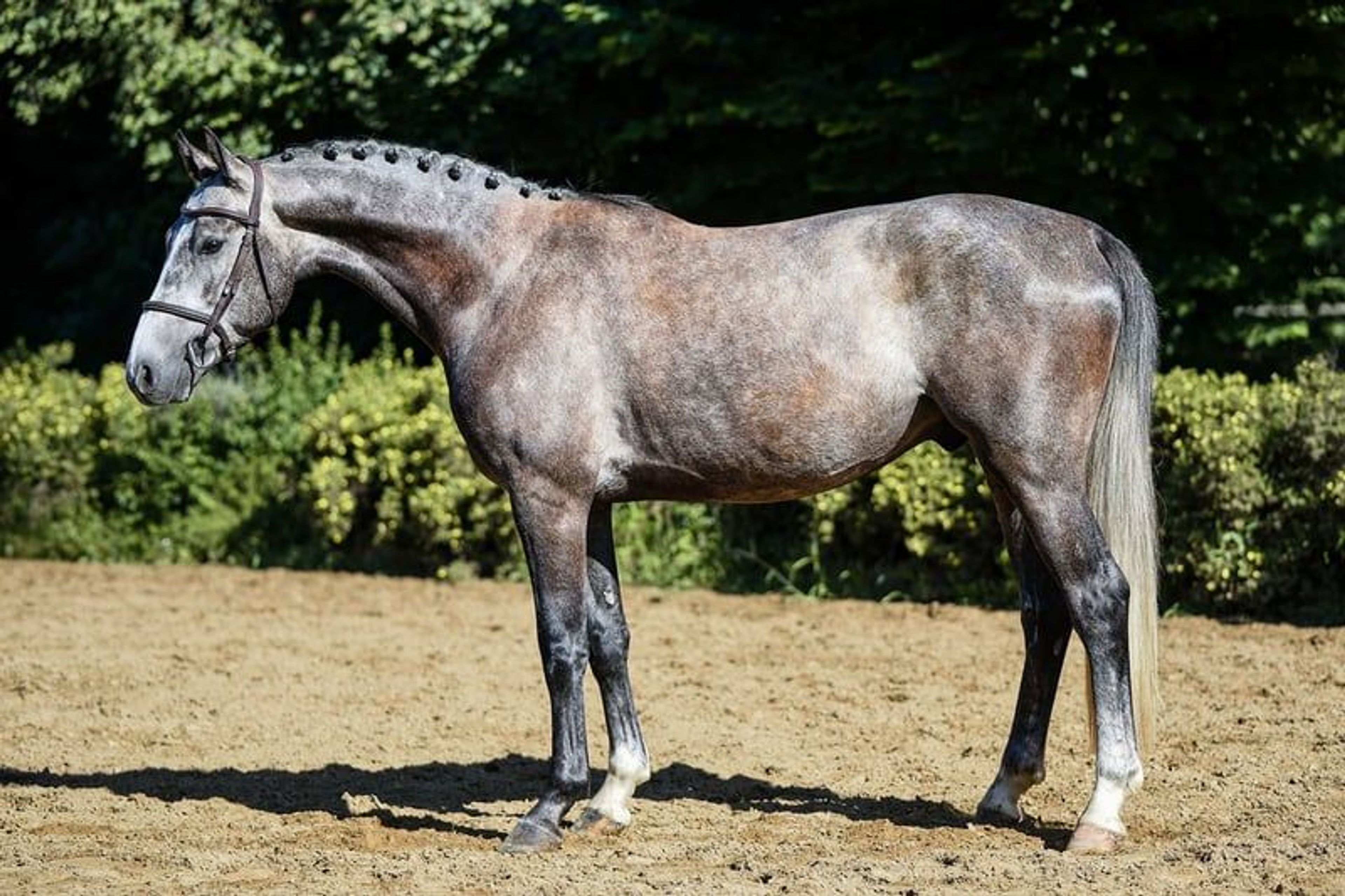 Compact young show jumper with plenty of quality. - Image 7