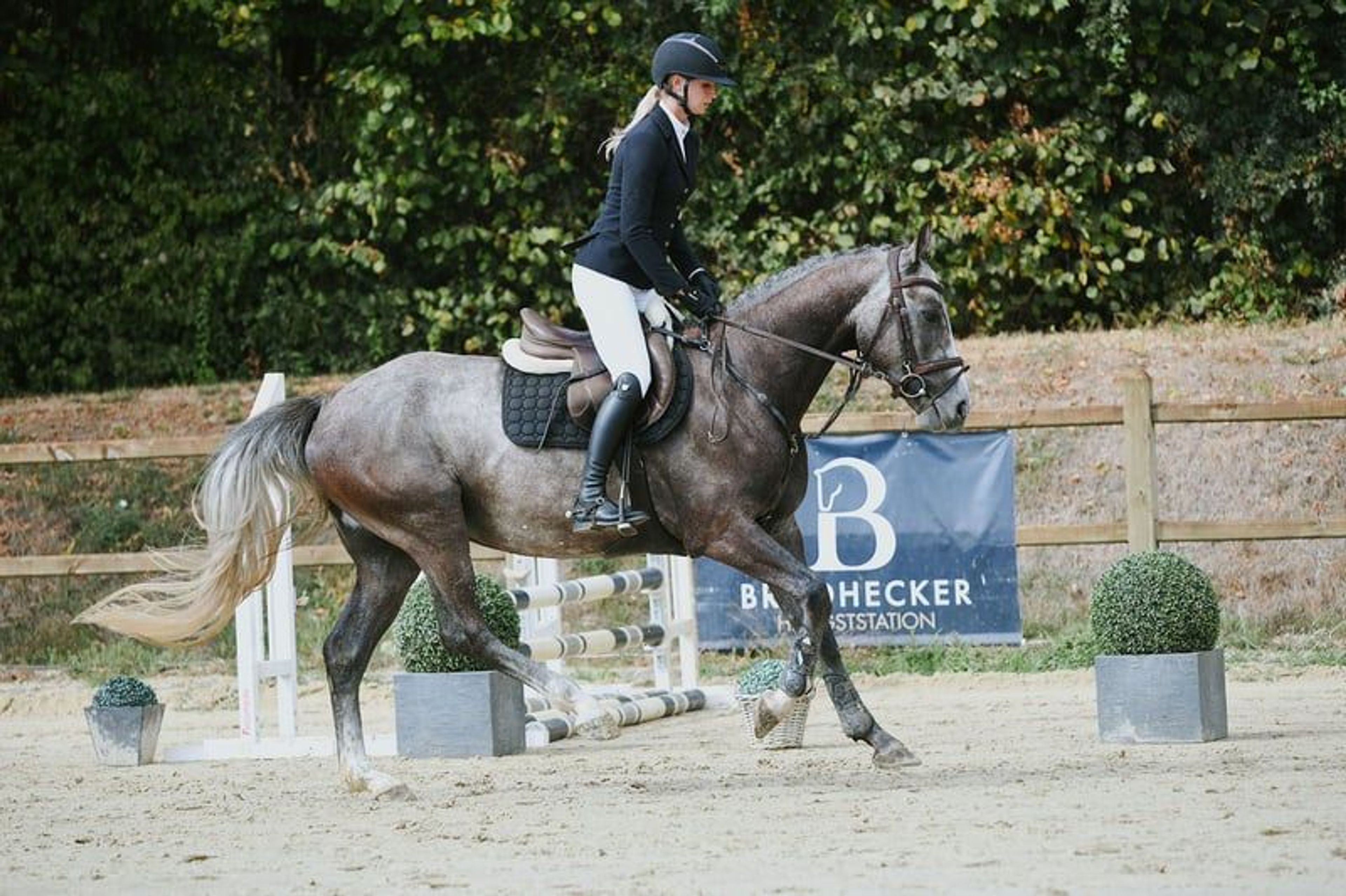 Compact young show jumper with plenty of quality. - Image 8