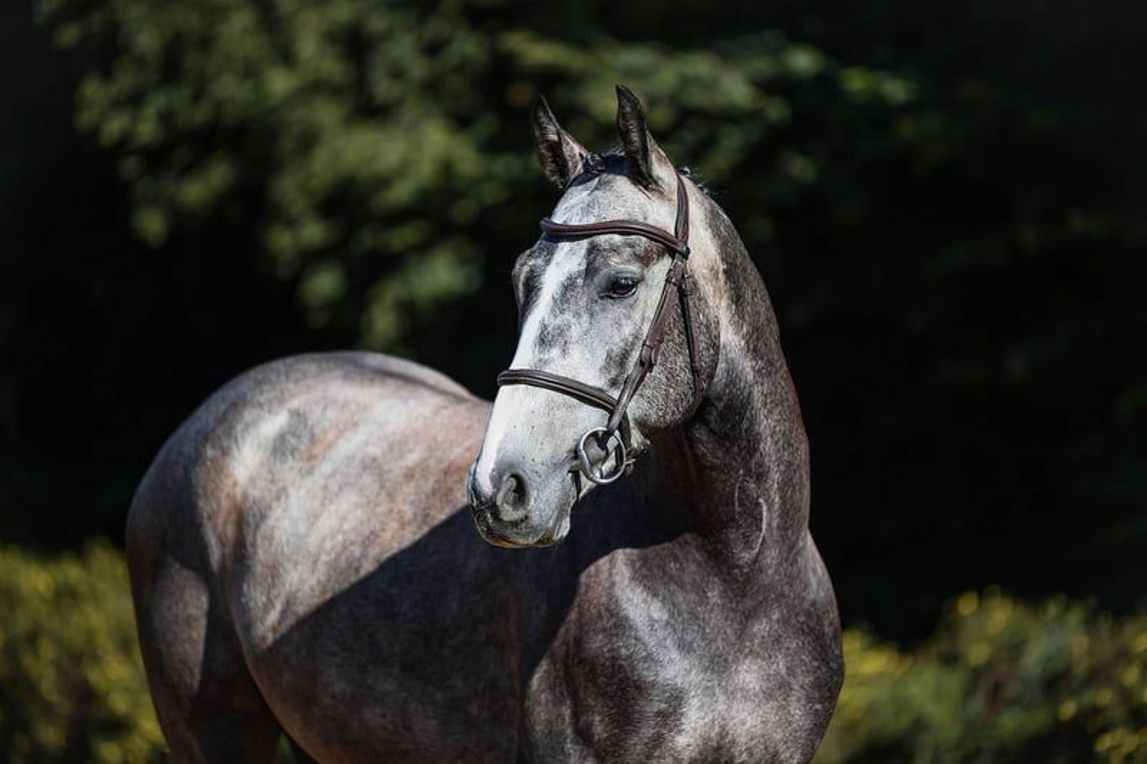 Compact young show jumper with plenty of quality. - Image 10