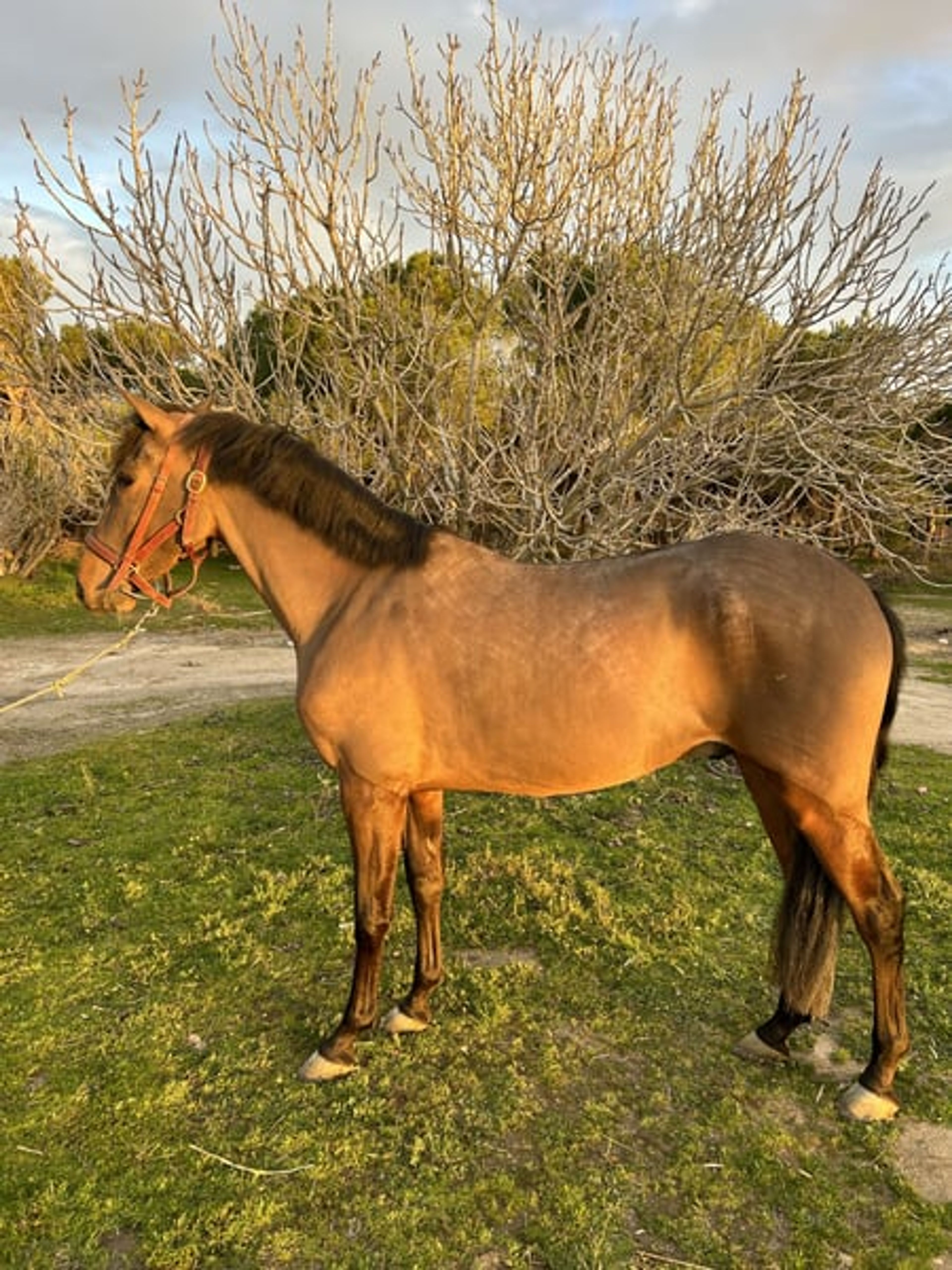 3-year-old gelding.