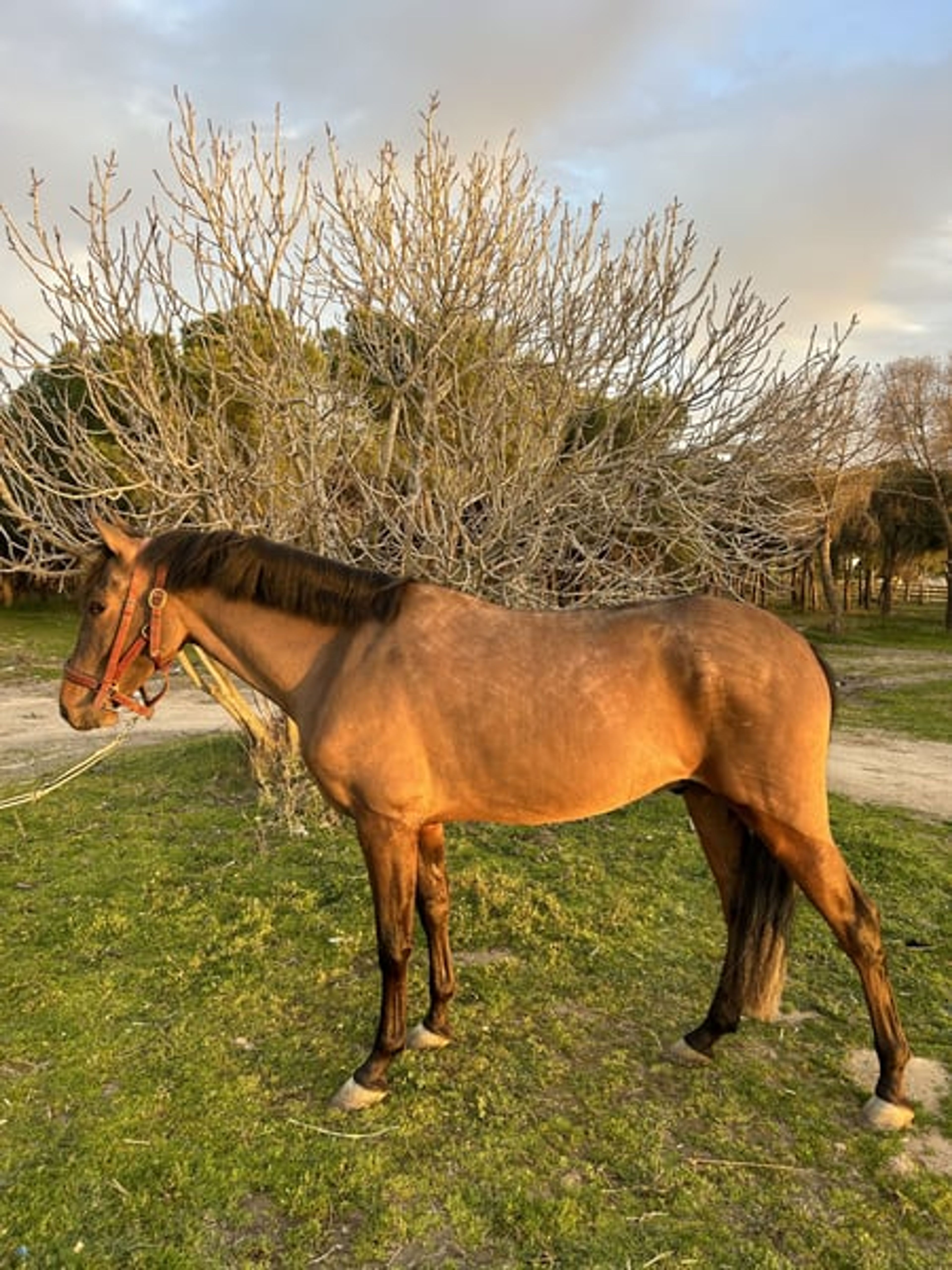 3-year-old gelding. - Image 2