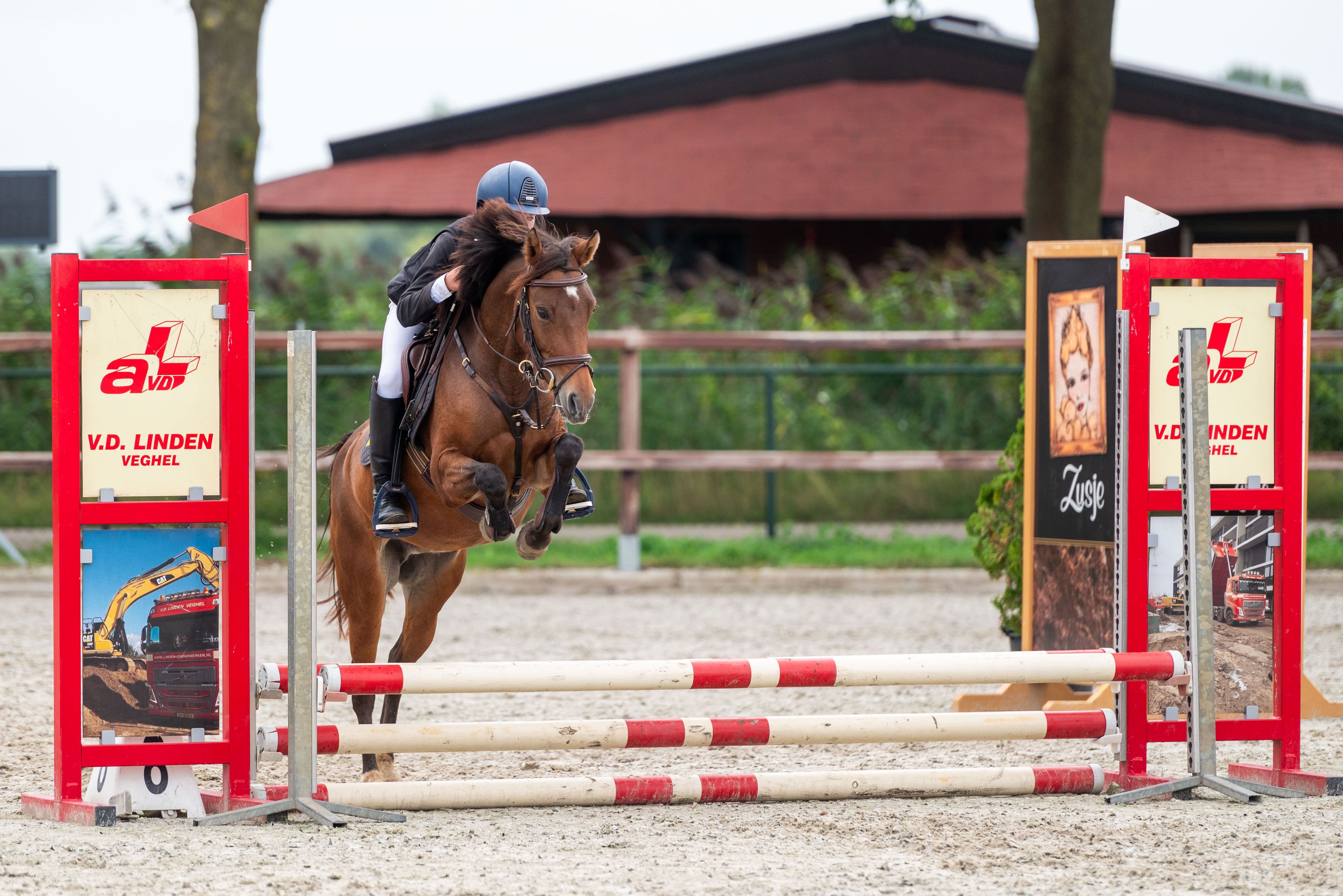 Only van't Honderslo(+Kantjes Ronaldo) ☆☆ (NIEUWMOEDS MR DARCY x ORCHARD RED PRINCE) - Image 1