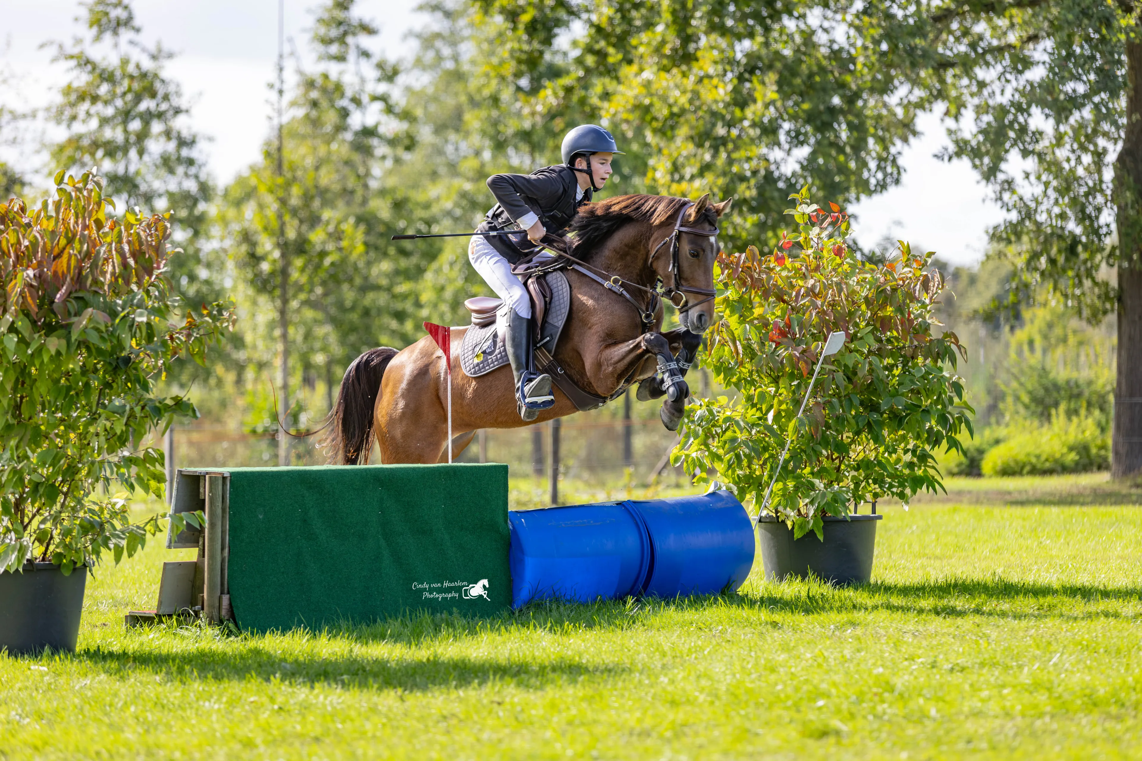 Only van't Honderslo(+Kantjes Ronaldo) ☆☆ (NIEUWMOEDS MR DARCY x ORCHARD RED PRINCE) - Image 2