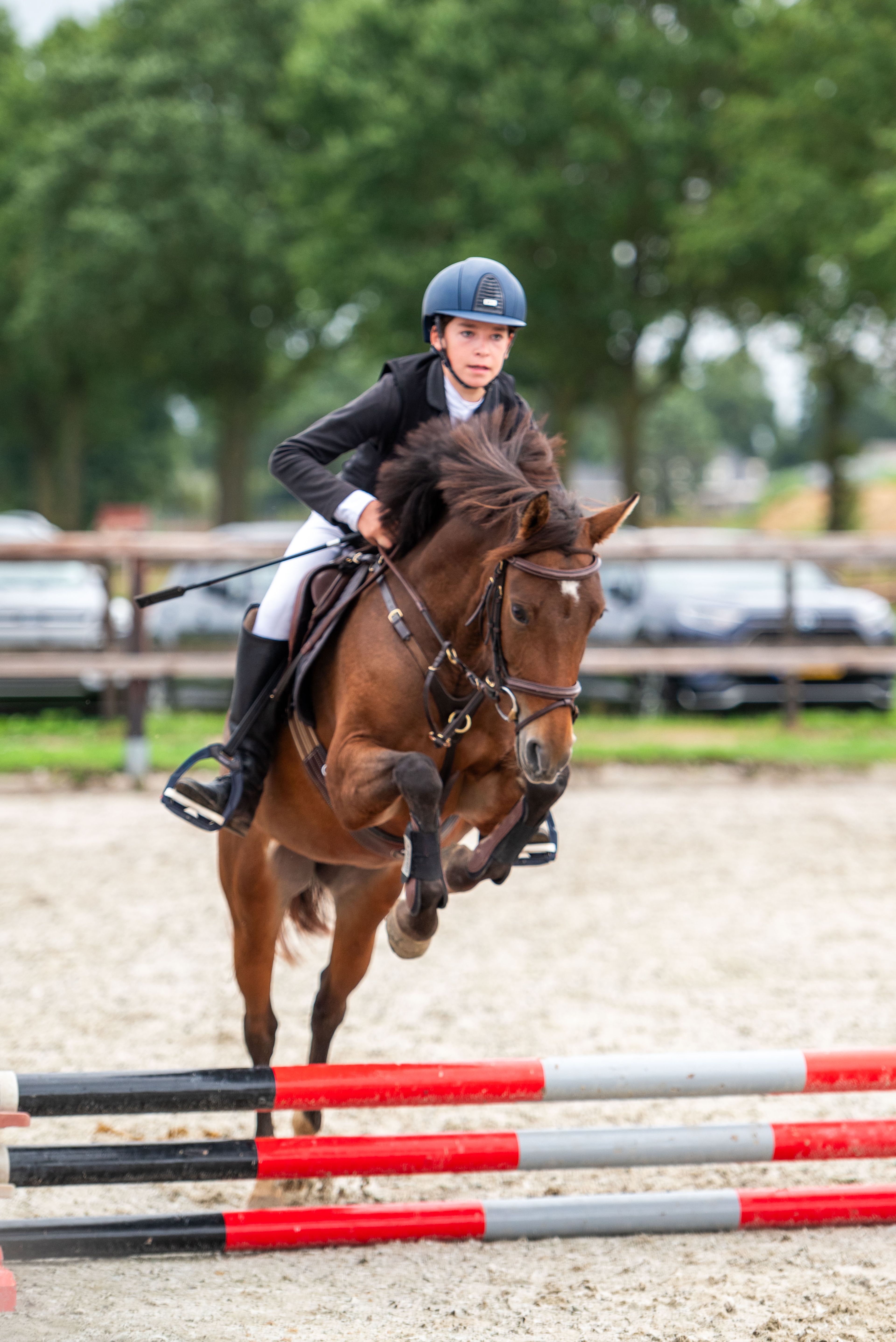 Only van't Honderslo(+Kantjes Ronaldo) ☆☆ (NIEUWMOEDS MR DARCY x ORCHARD RED PRINCE) - Image 3