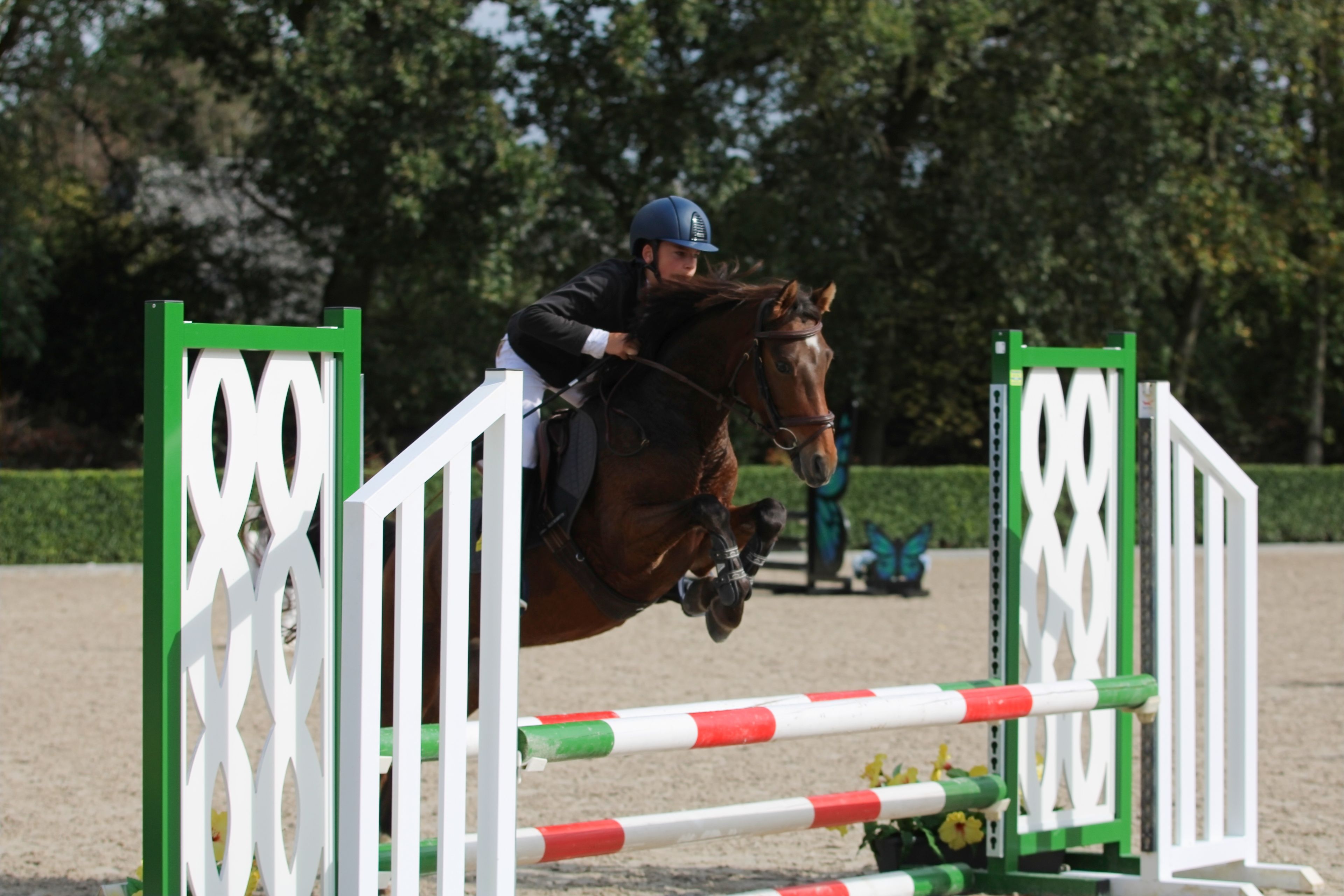 Only van't Honderslo(+Kantjes Ronaldo) ☆☆ (NIEUWMOEDS MR DARCY x ORCHARD RED PRINCE) - Image 4