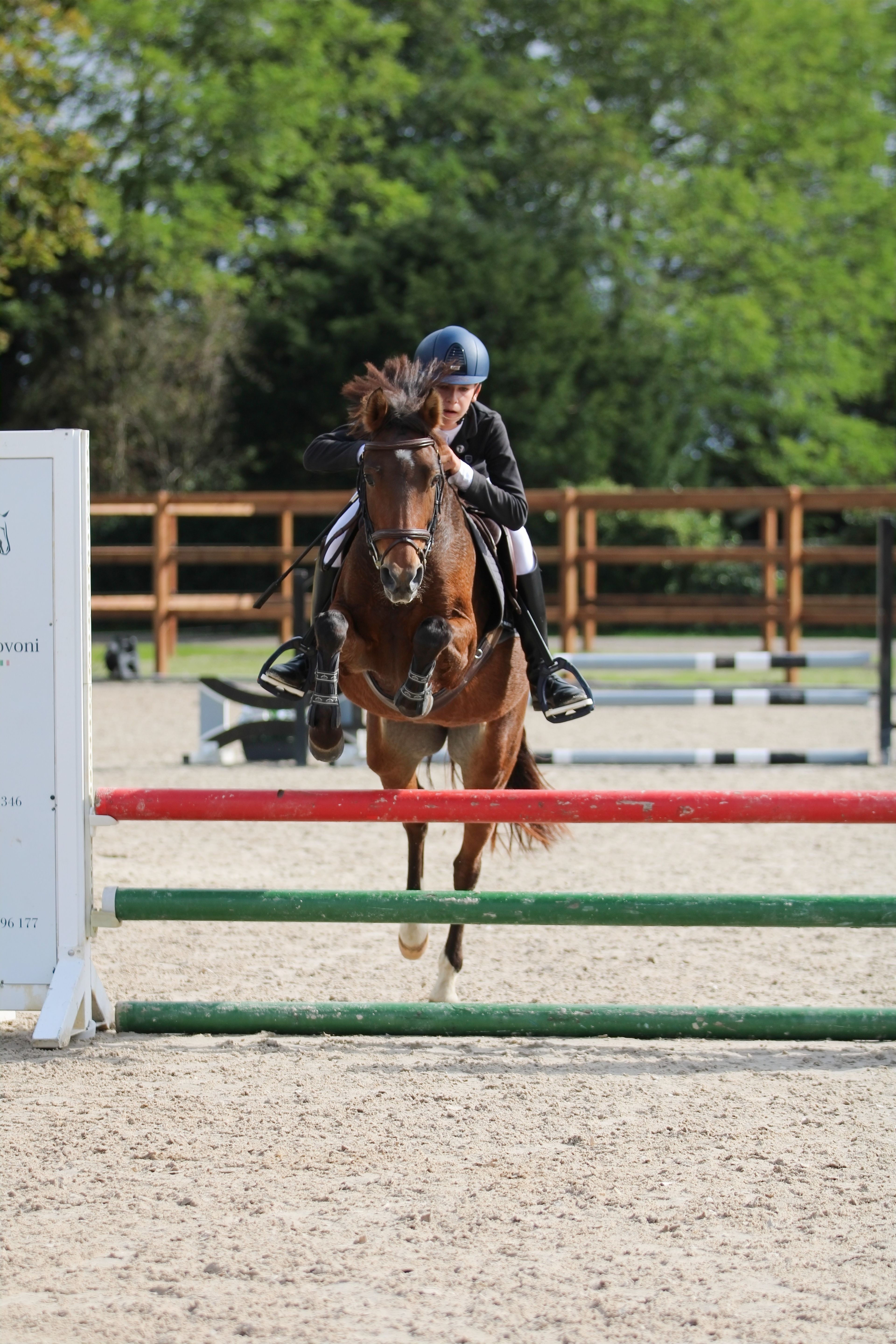 Only van't Honderslo(+Kantjes Ronaldo) ☆☆ (NIEUWMOEDS MR DARCY x ORCHARD RED PRINCE) - Image 5
