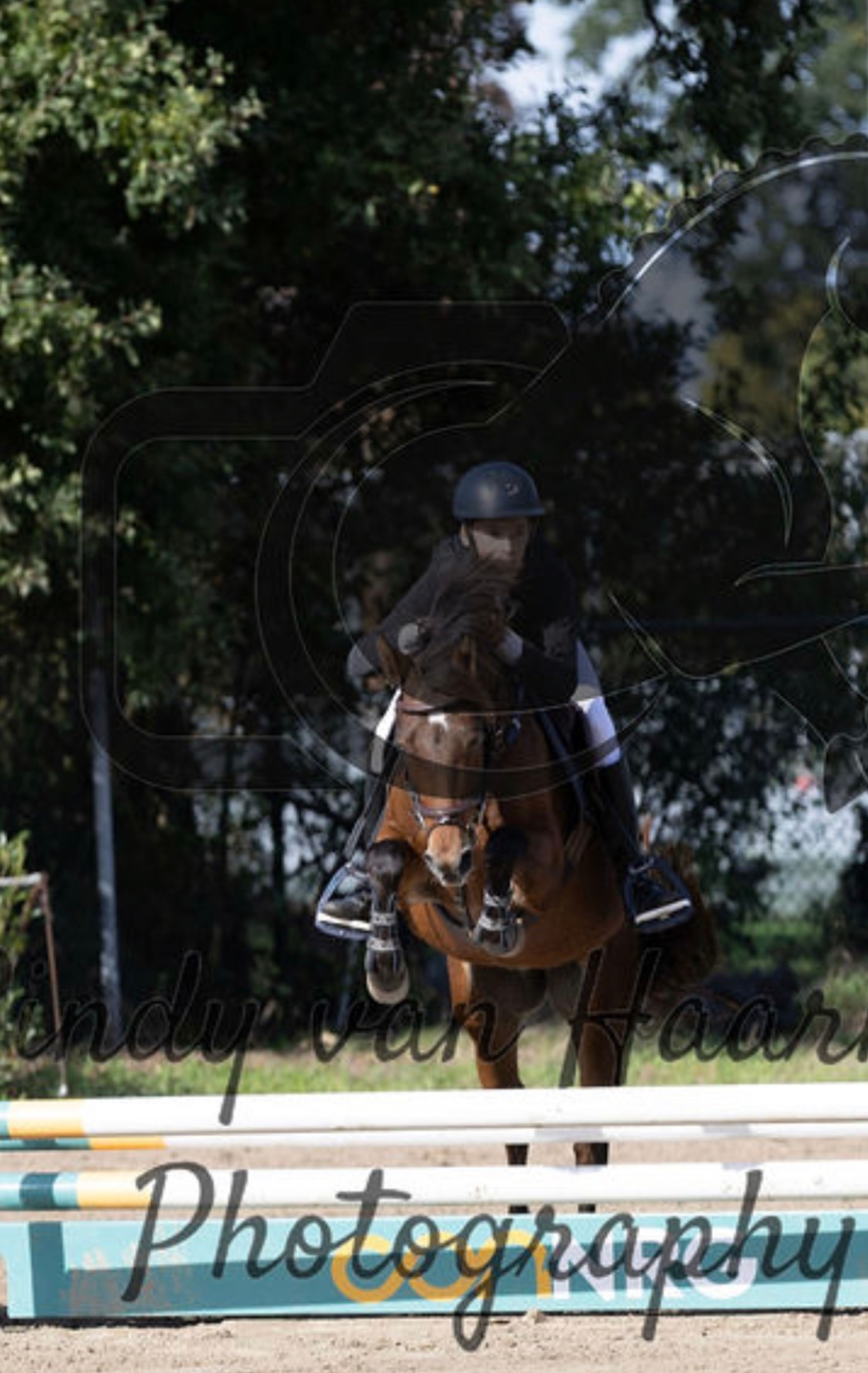 Only van't Honderslo(+Kantjes Ronaldo) ☆☆ (NIEUWMOEDS MR DARCY x ORCHARD RED PRINCE) - Image 6