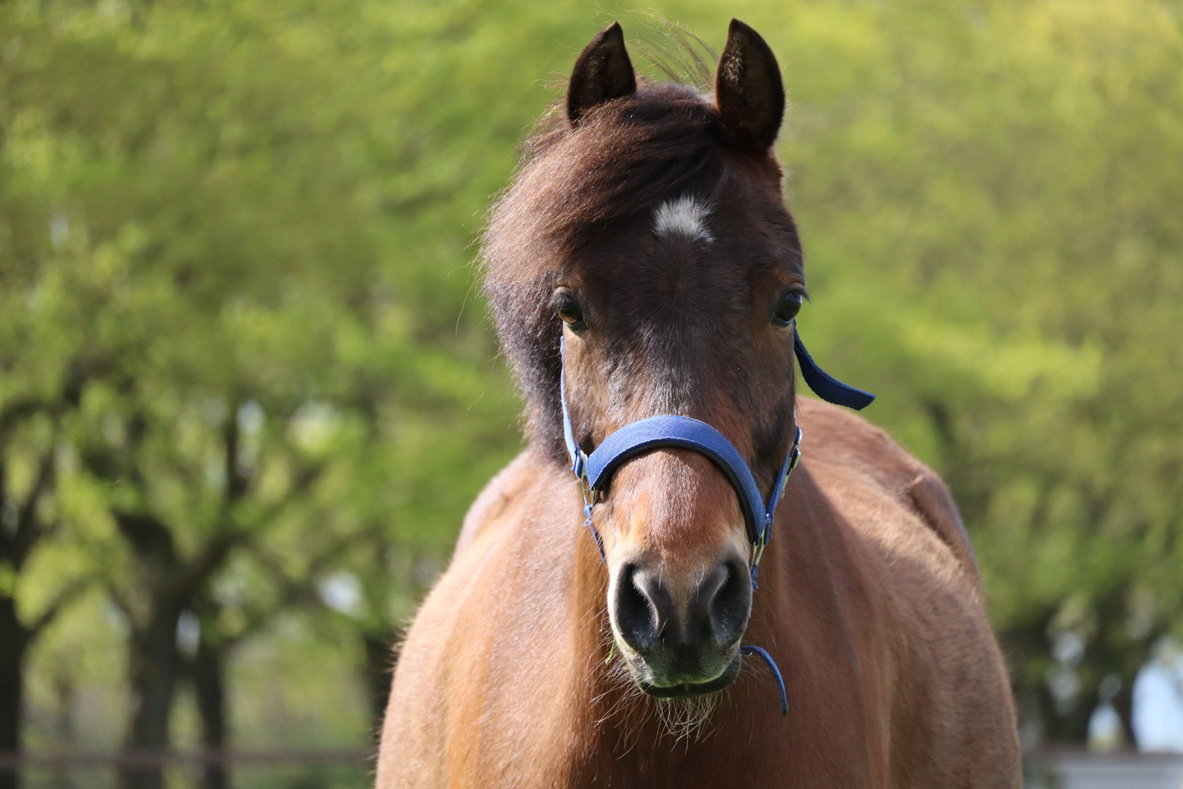 Only van't Honderslo(+Kantjes Ronaldo) ☆☆ (NIEUWMOEDS MR DARCY x ORCHARD RED PRINCE) - Image 8
