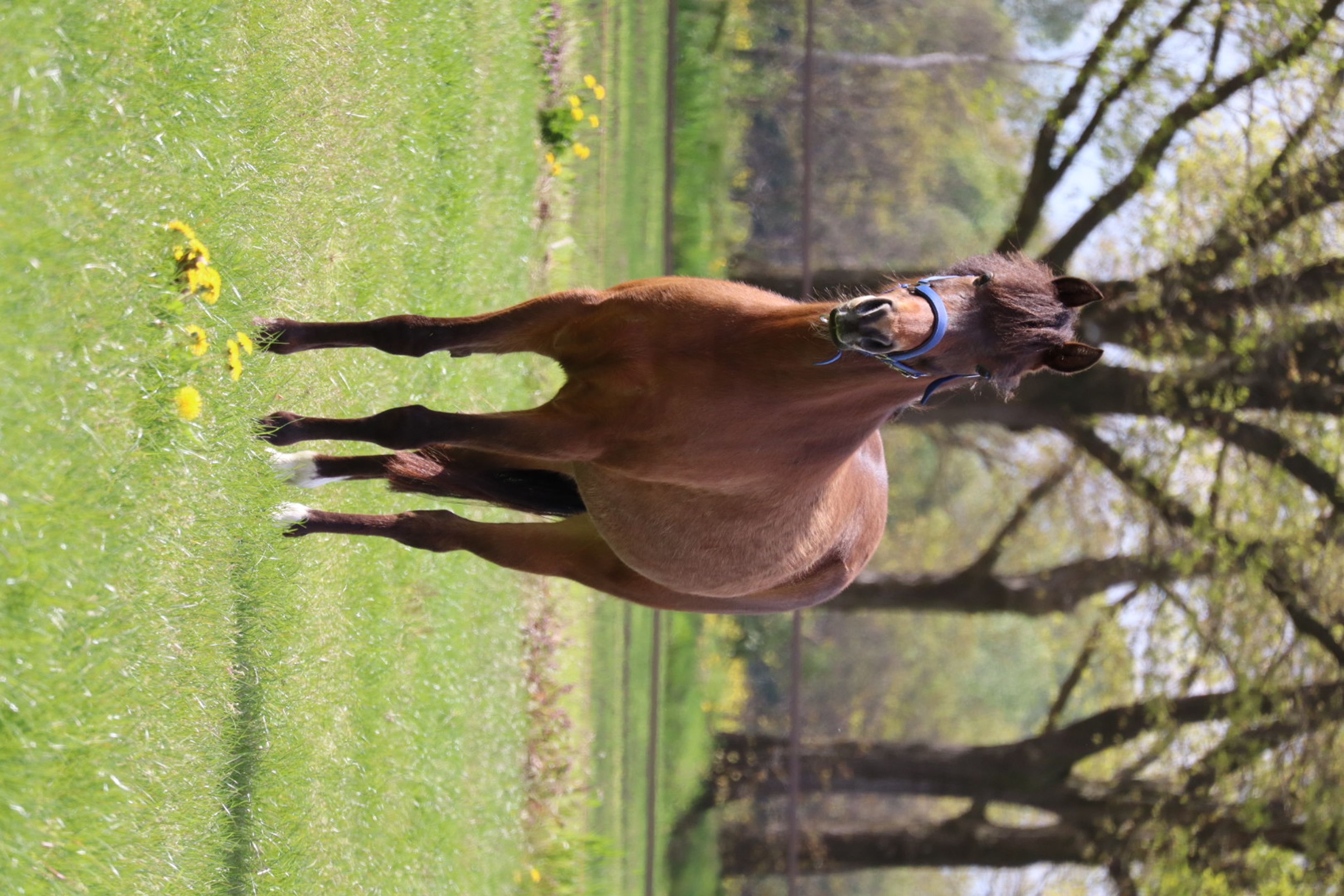 Only van't Honderslo(+Kantjes Ronaldo) ☆☆ (NIEUWMOEDS MR DARCY x ORCHARD RED PRINCE) - Image 9