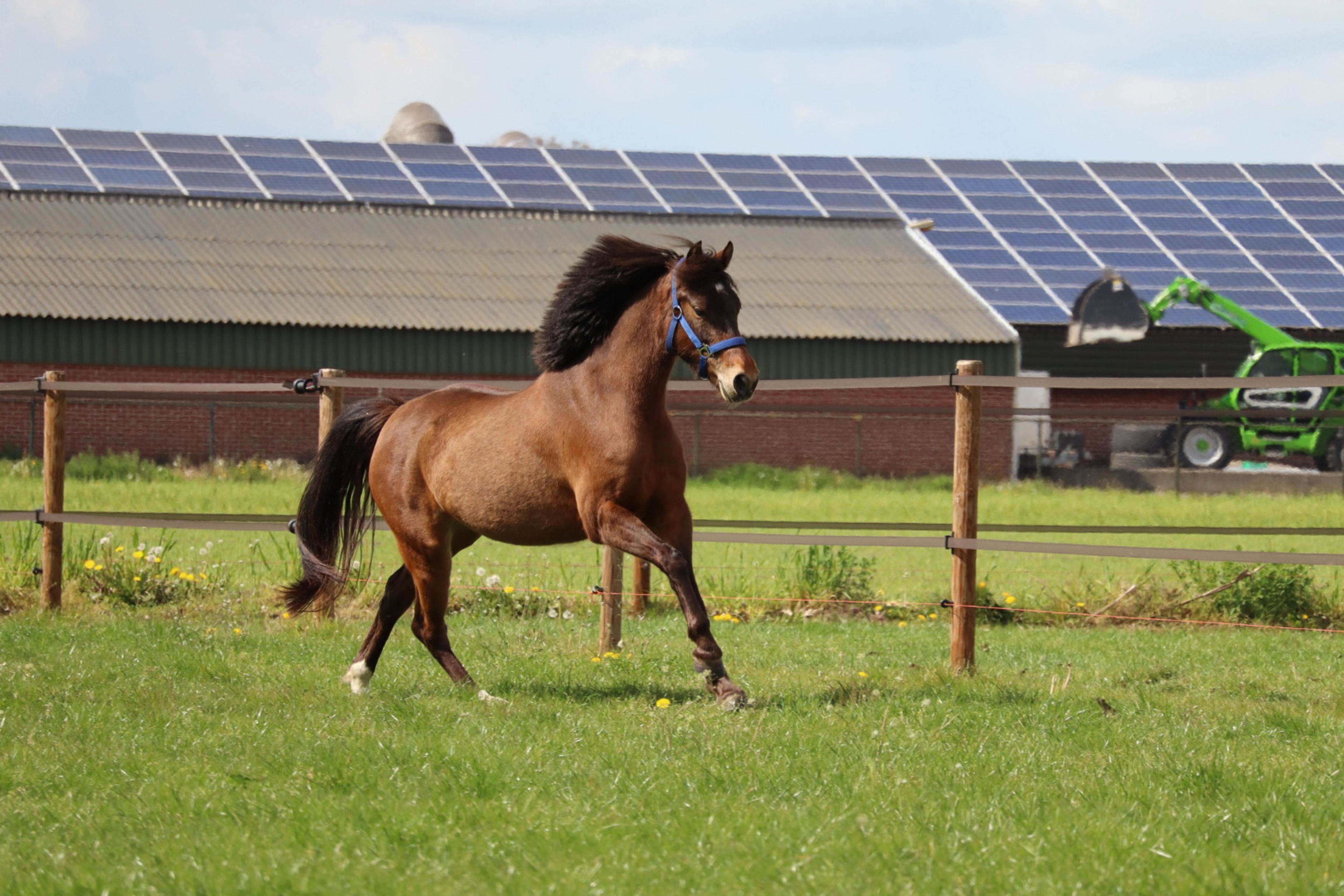 Only van't Honderslo(+Kantjes Ronaldo) ☆☆ (NIEUWMOEDS MR DARCY x ORCHARD RED PRINCE) - Image 10